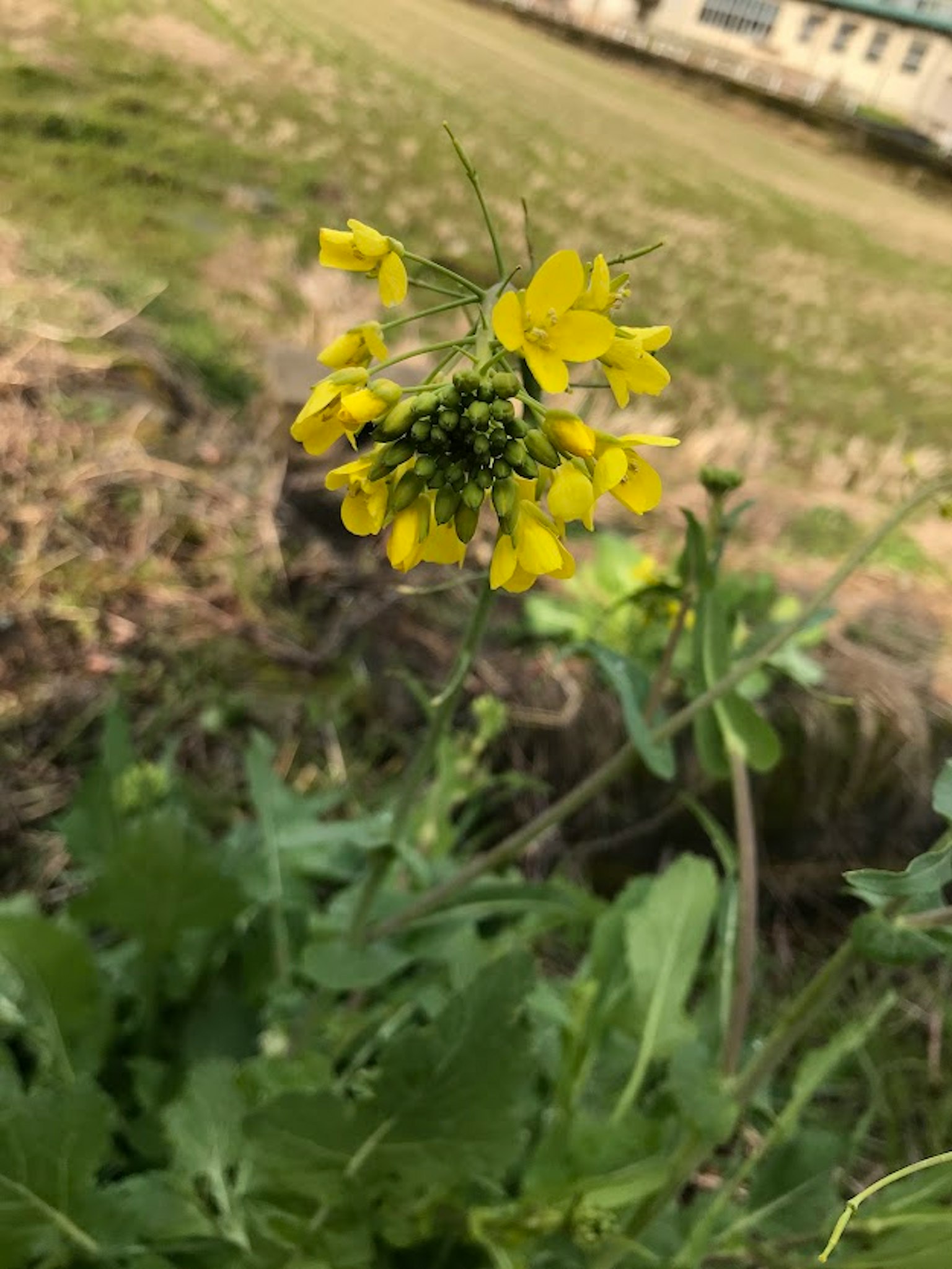 特寫鏡頭的植物和黃色花朵