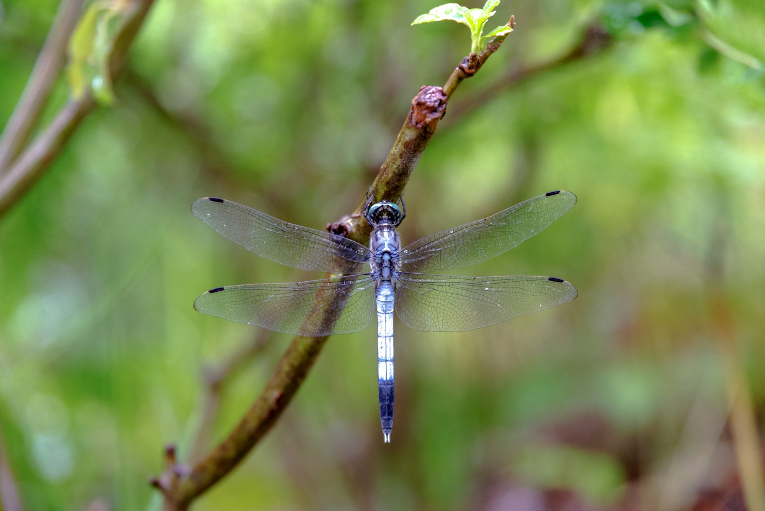 A blue dragonfly perched on a branch with a green background