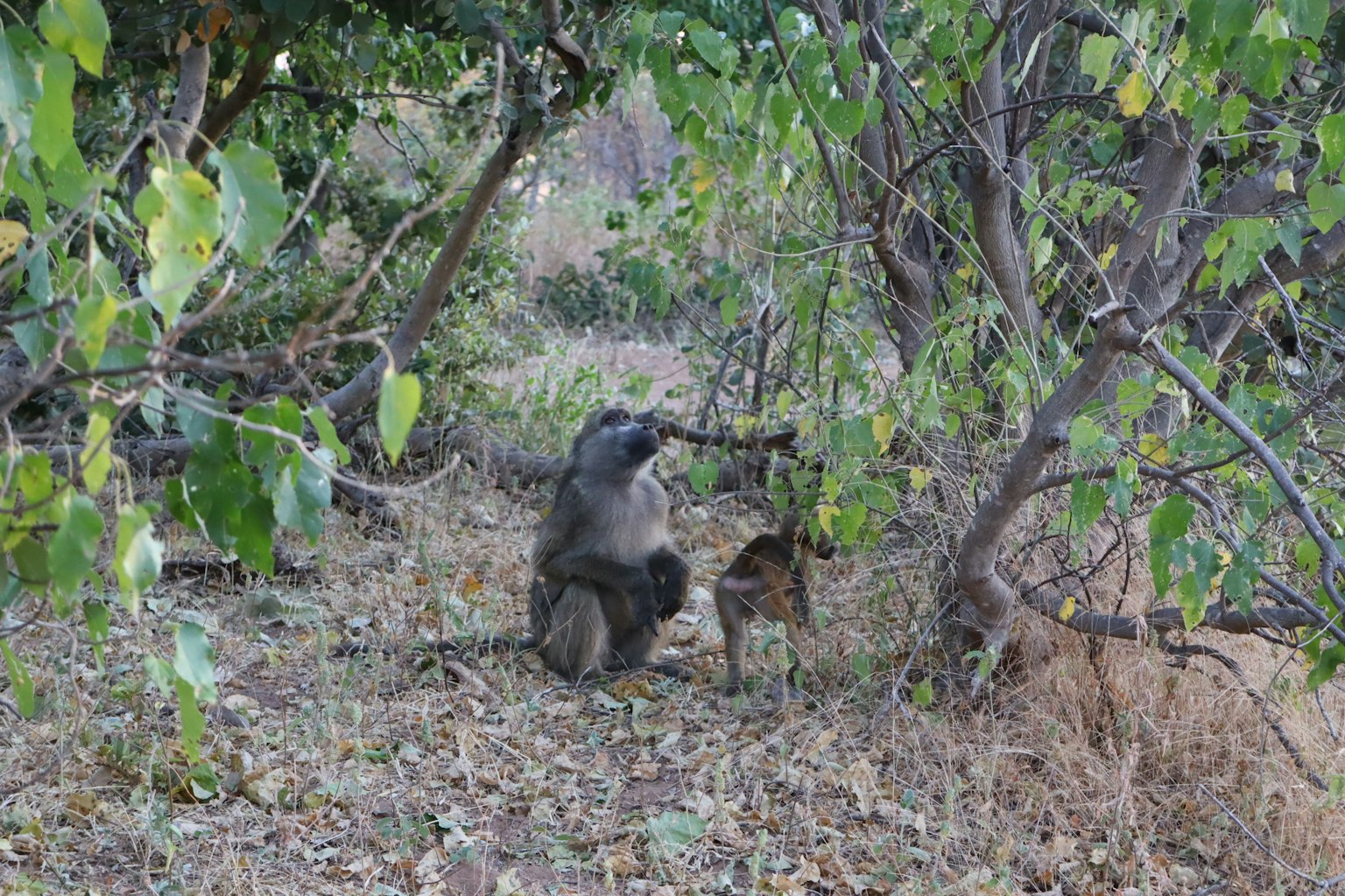 Babbuino che mangia un frutto tra gli alberi con un piccolo animale vicino