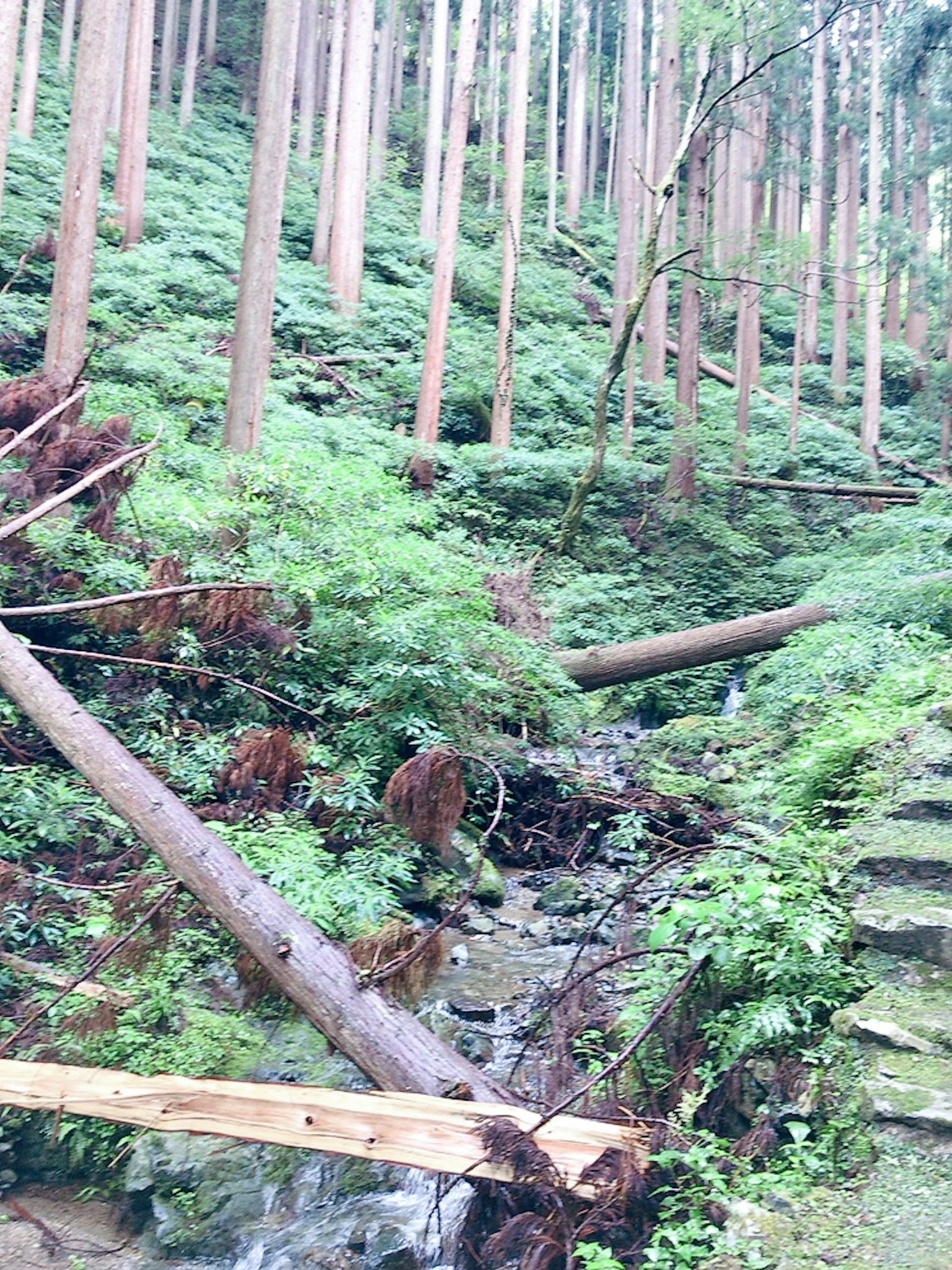 Vue pittoresque d'une forêt luxuriante avec un ruisseau et des arbres tombés