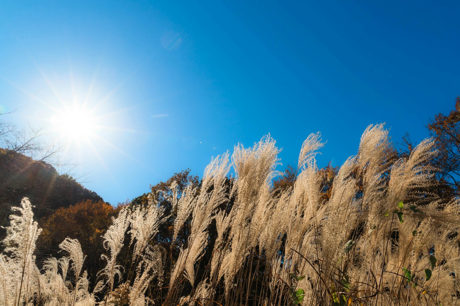 Erba pampas che ondeggia sotto un cielo blu con luce solare