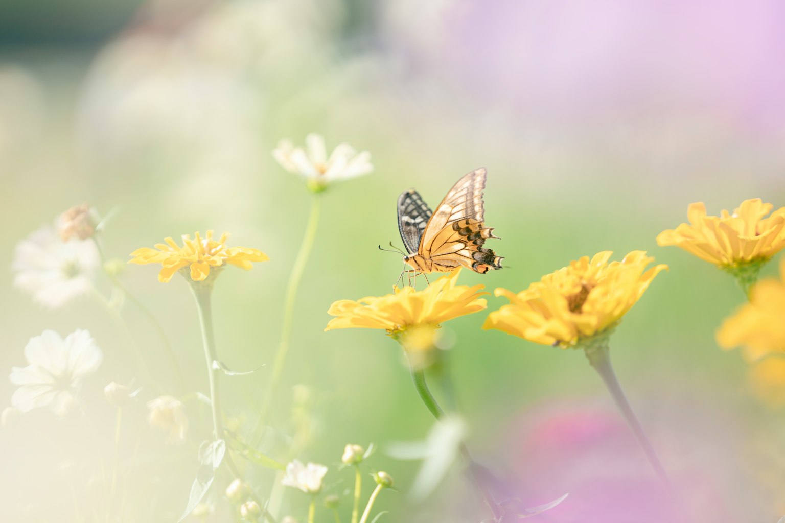 Farfalla posata su fiori gialli con uno sfondo floreale morbido