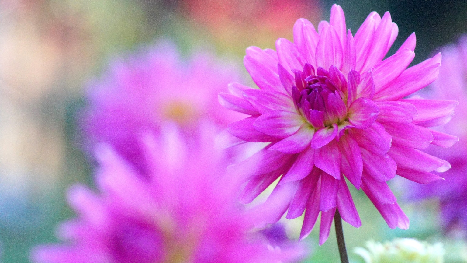Schöne rosa Blume in einem verschwommenen Hintergrund