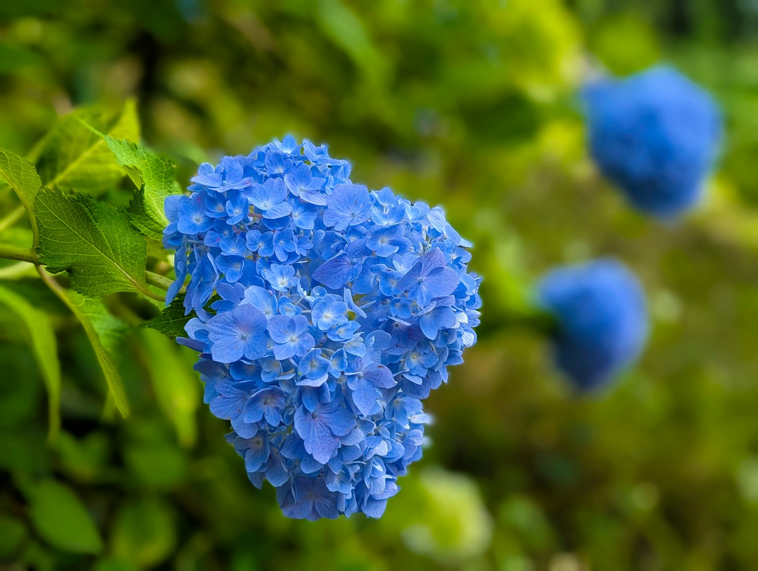 Fleurs d'hortensia bleues entourées de feuilles vertes