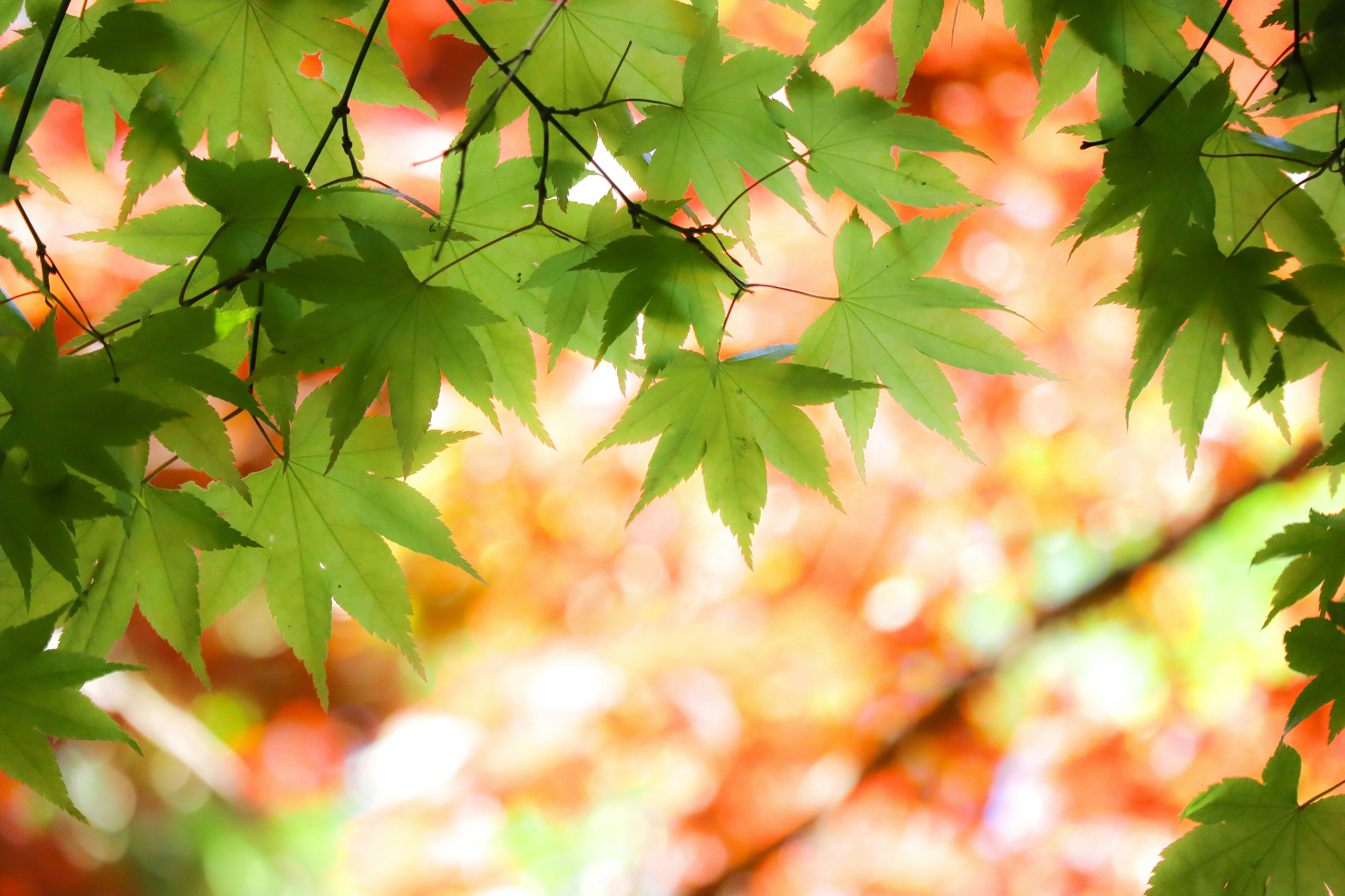 青紅葉の葉が柔らかい光に透ける木陰の風景