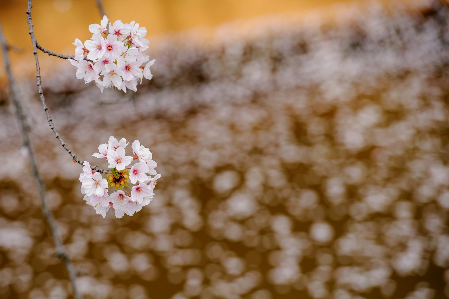 Fiori di ciliegio con petali che galleggiano sull'acqua