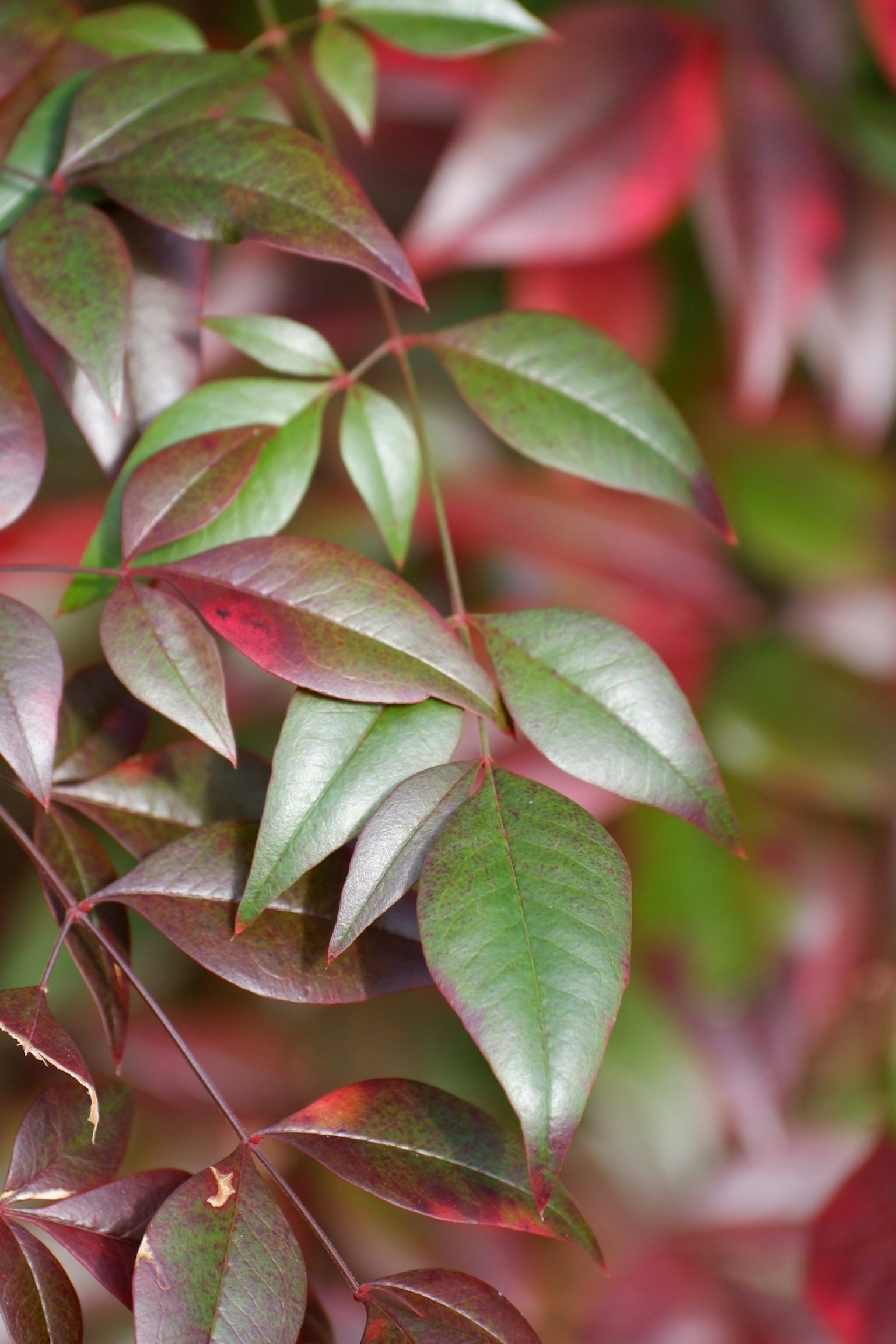 色彩鲜艳的绿色和红色叶子美丽重叠的特写