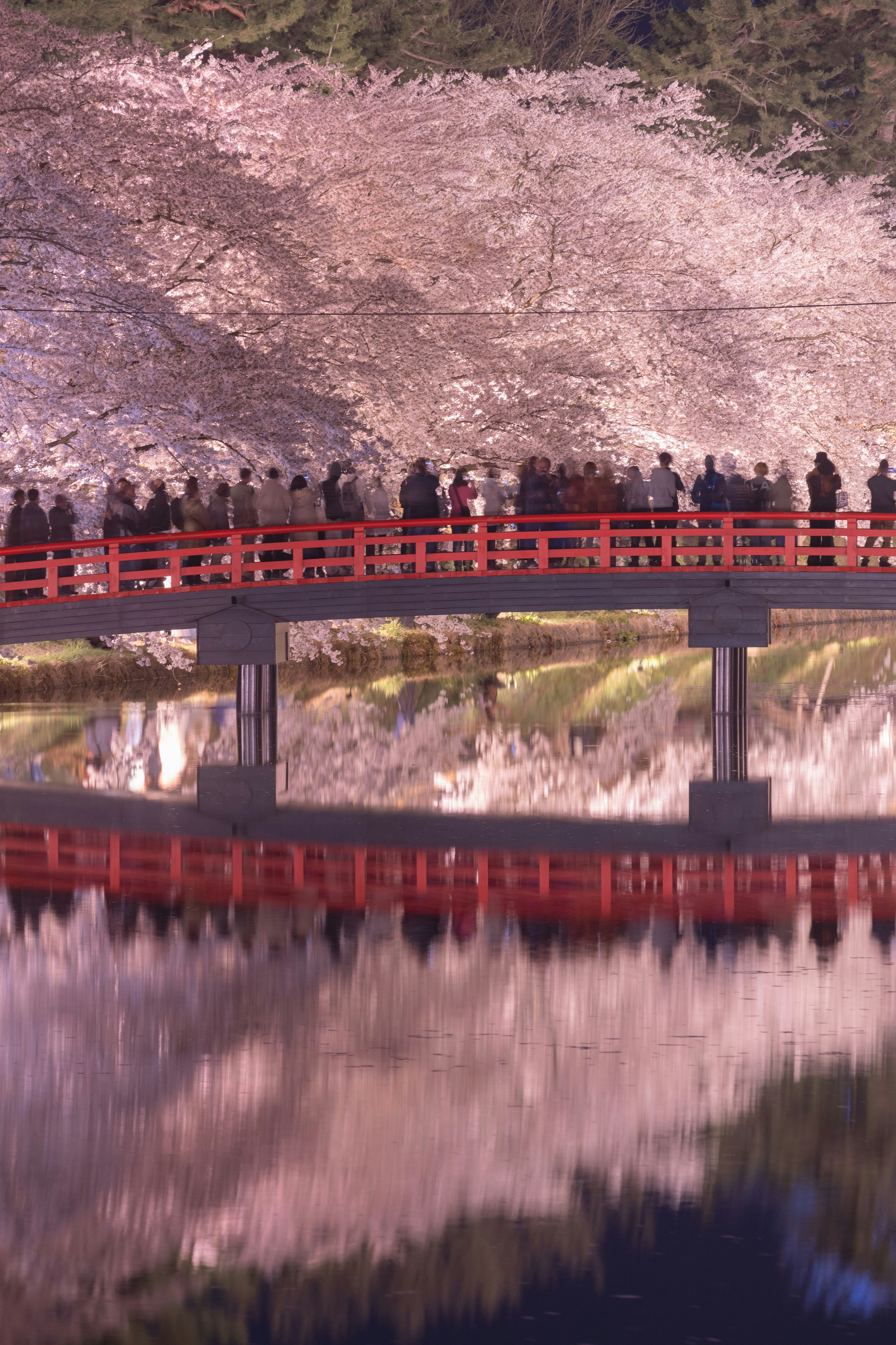 赤い橋と川面に映る桜並木の花びらの景色