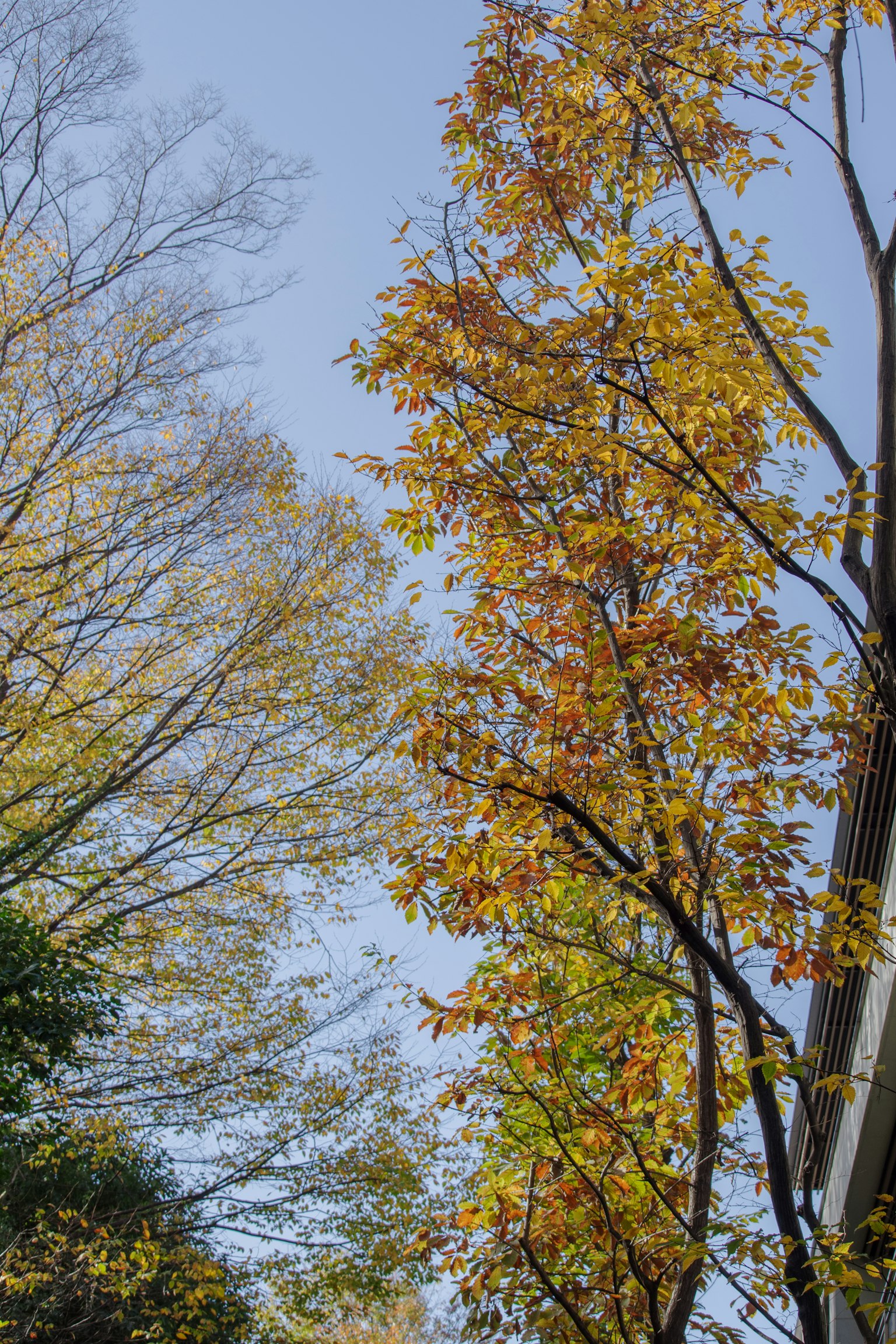 Foto di alberi con foglie gialle e arancioni sotto un cielo blu