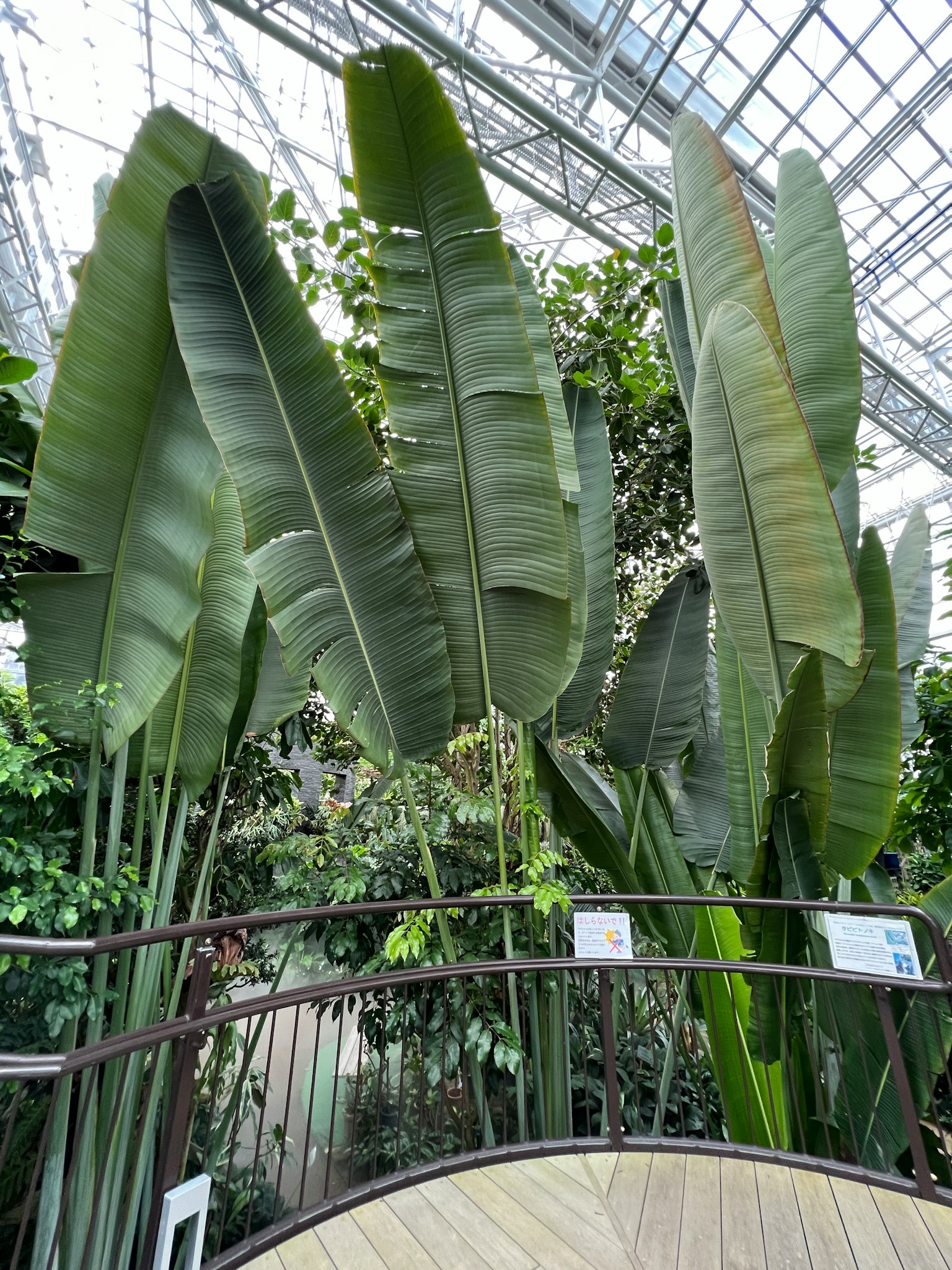 Grandi foglie verdi di piante tropicali in una serra