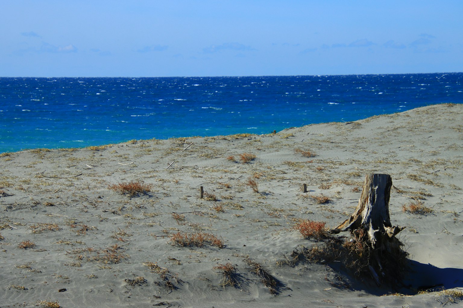 Une souche d'arbre sur une plage de sable avec une mer bleue en arrière-plan