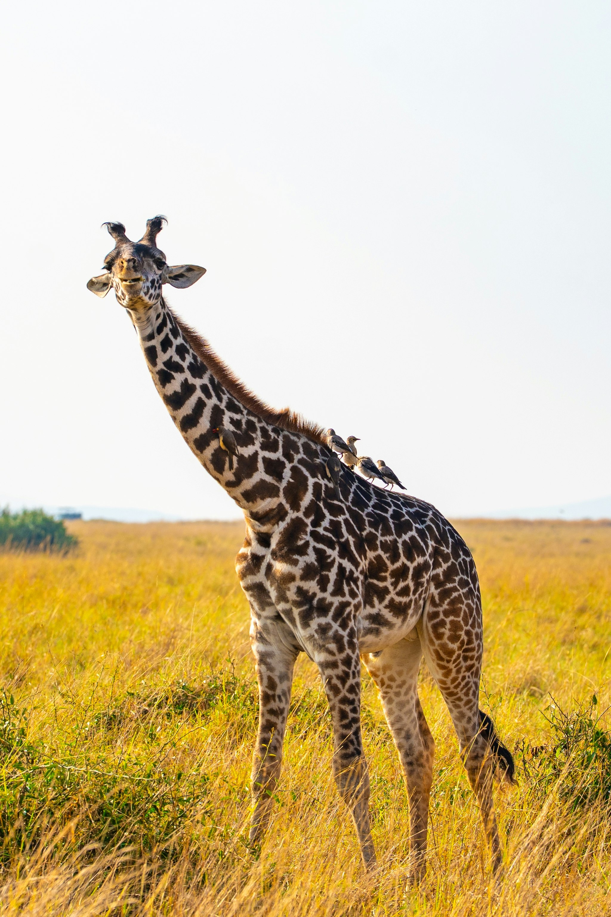 Des girafes debout sur les prairies de la réserve nationale du Masai Mara