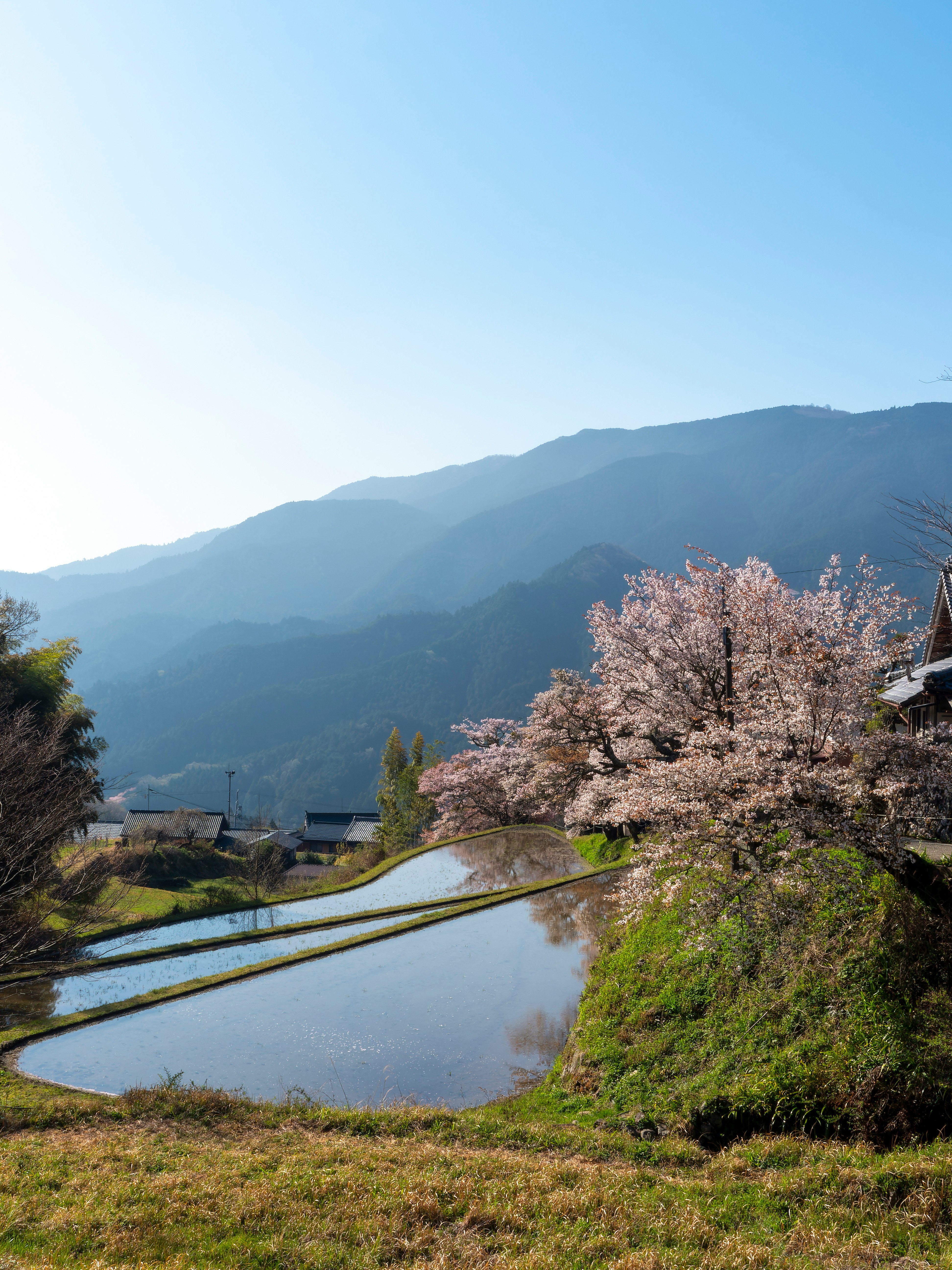 三重縣里山梯田與櫻花盛開的風景