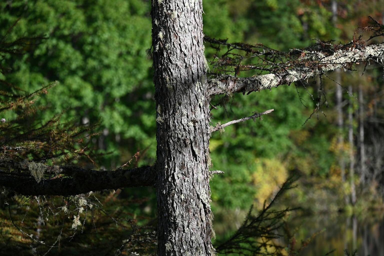 Nahaufnahme eines Baumstamms mit grünem Laub im Hintergrund