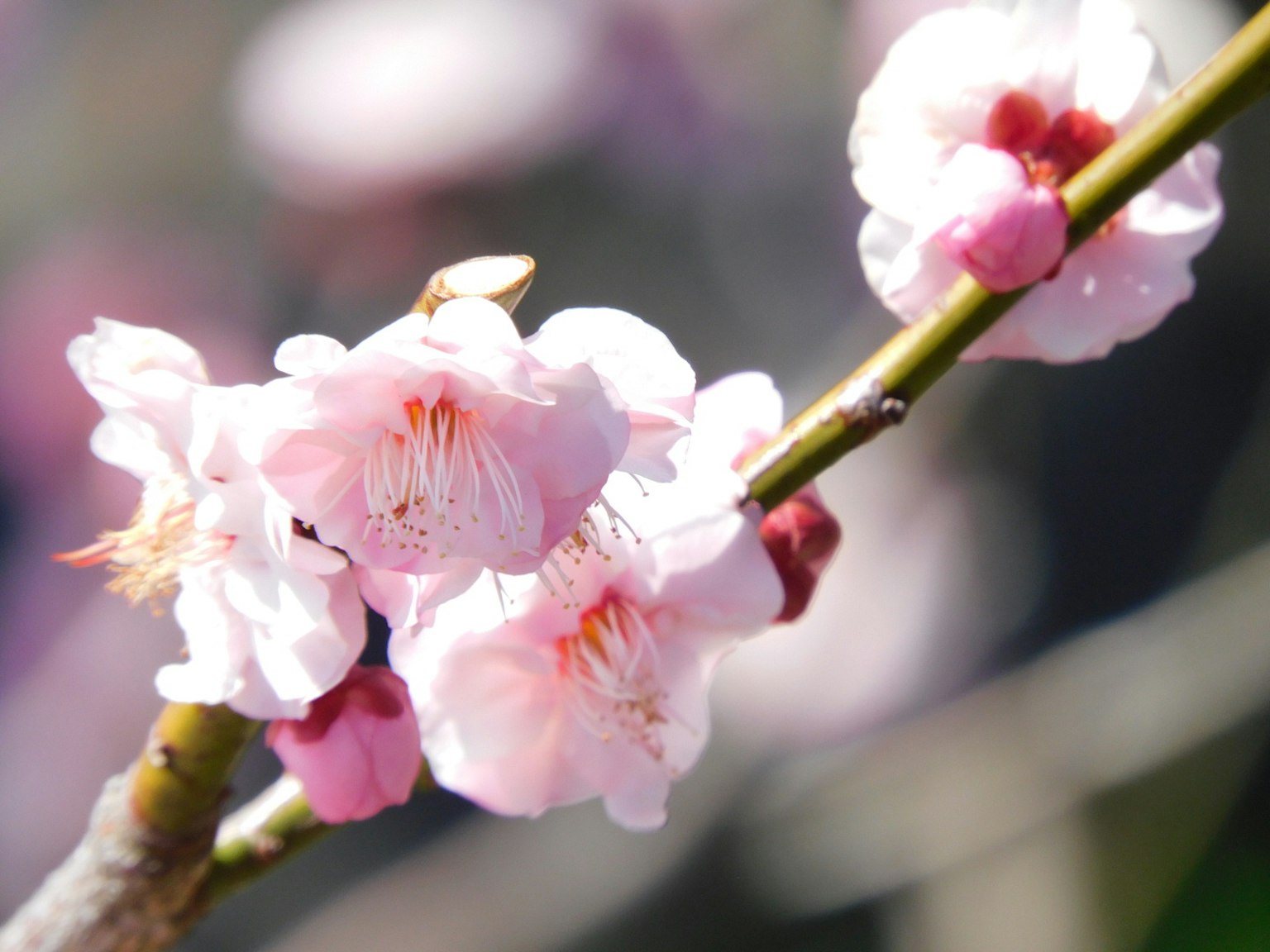 Gros plan de fleurs de cerisier sur une branche