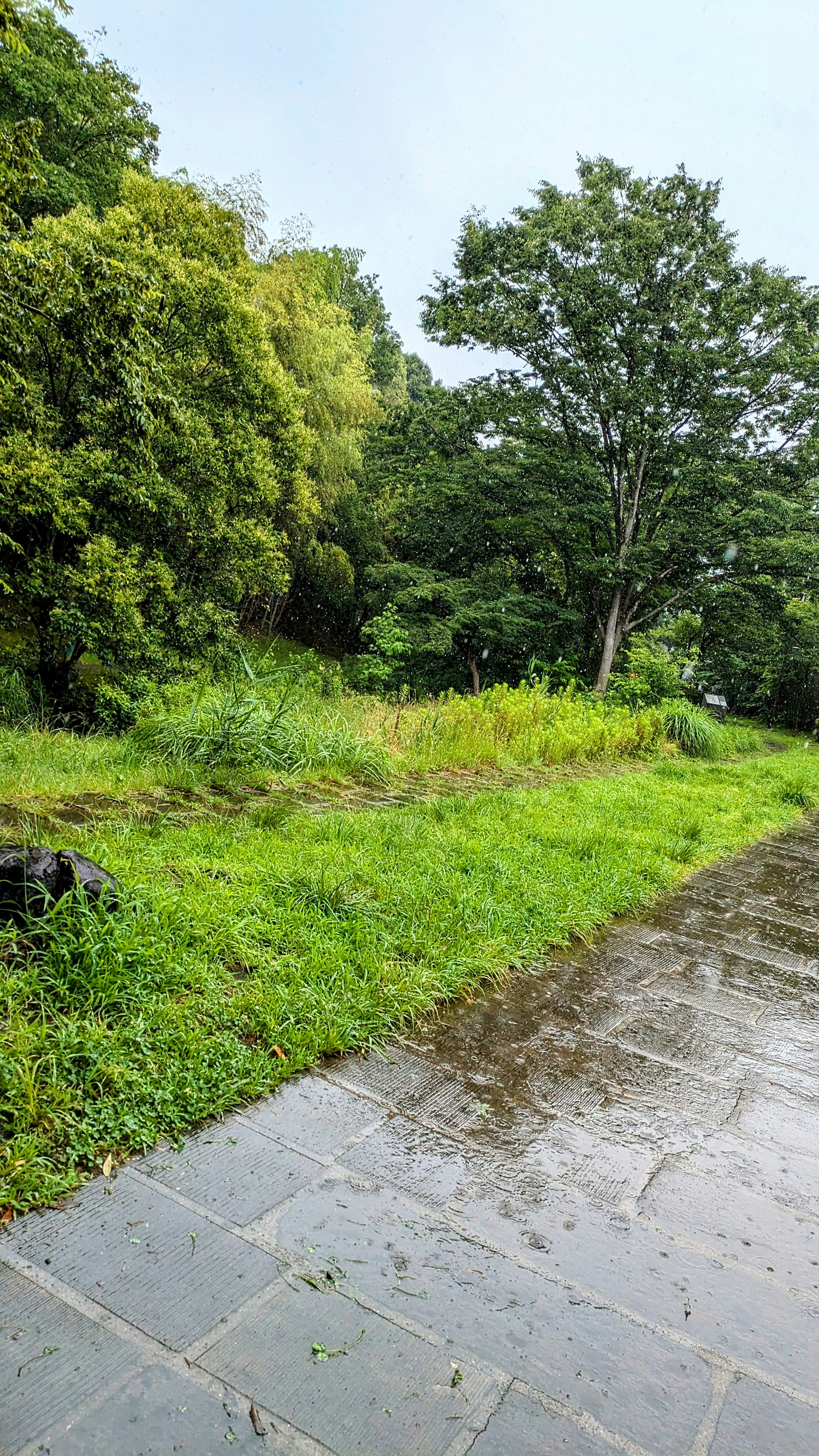 雨後濕潤的草地小徑與樹木