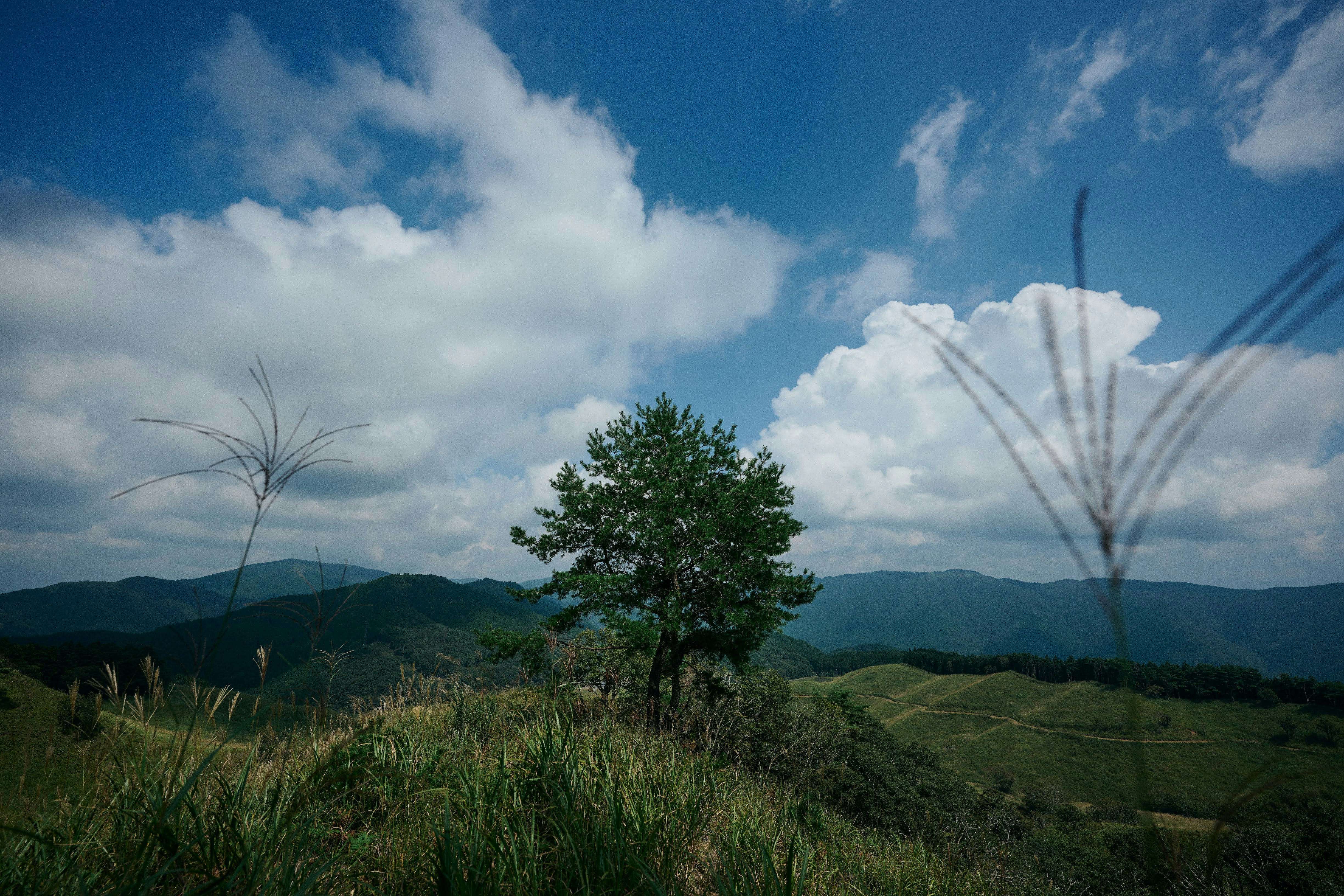 草原の木と山並みを見渡す青空の風景