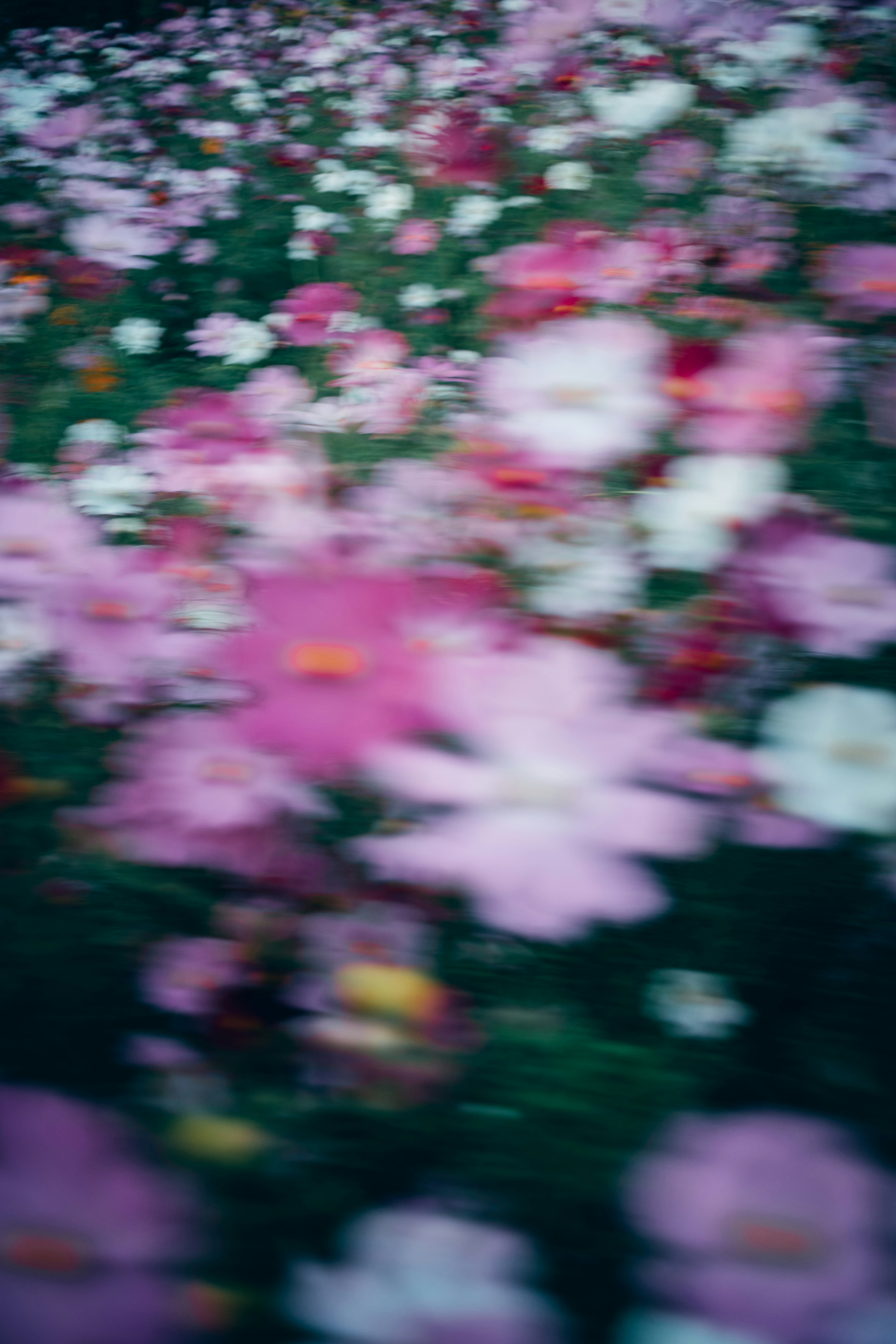 色とりどりの花がぼけて広がる花畑の風景