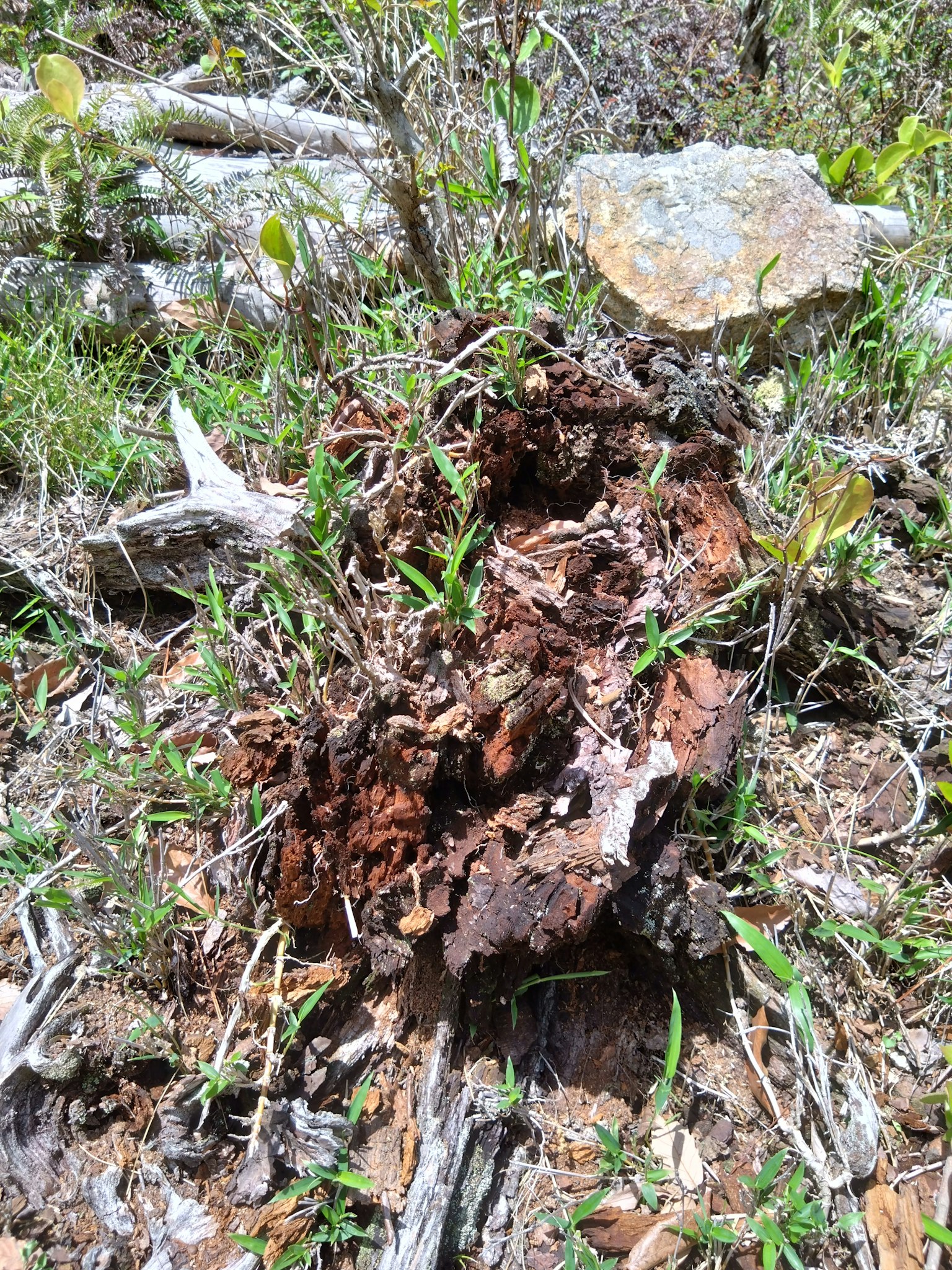 Fragment de bois rougeâtre en décomposition sur le sol avec de l'herbe verte