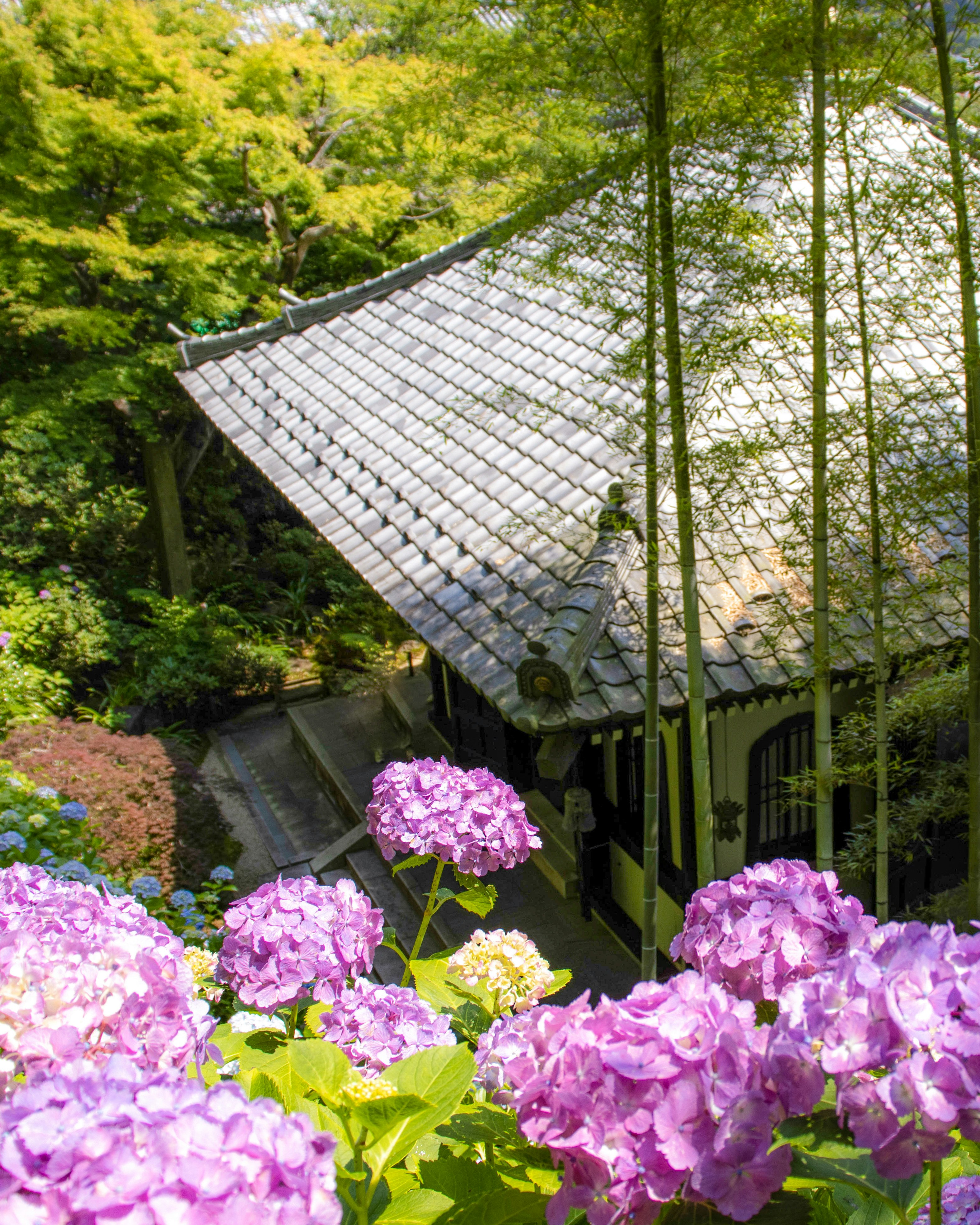 紫陽花の花と緑に囲まれた寺院の屋根と石垣