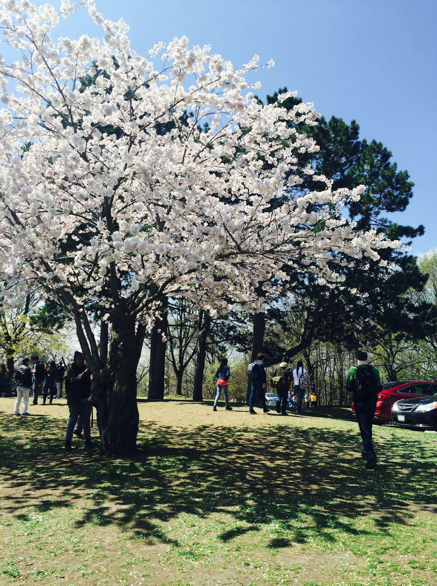 Personas disfrutando bajo un cerezo con cielo azul