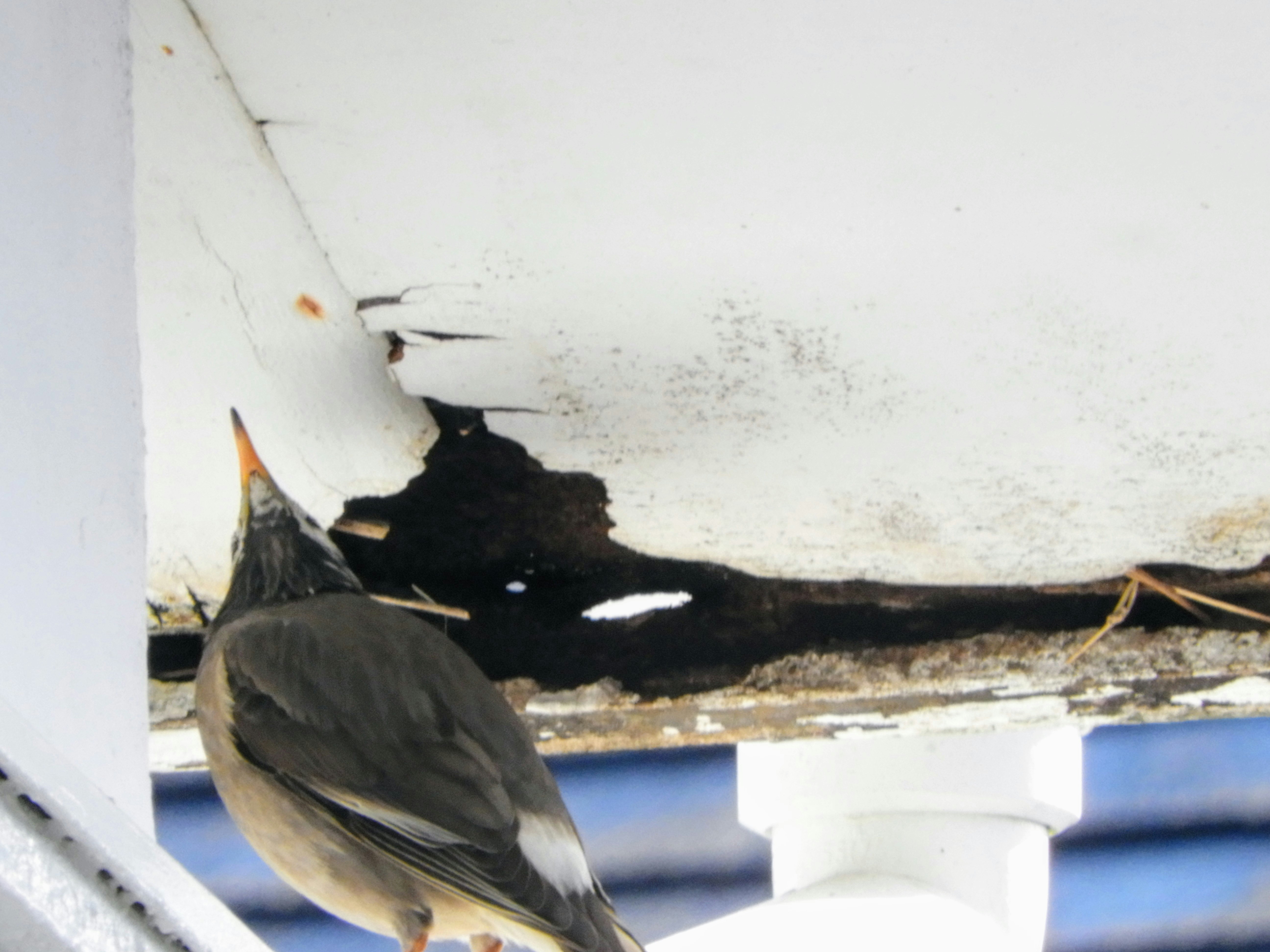 軒下の巣で羽を休める鳥