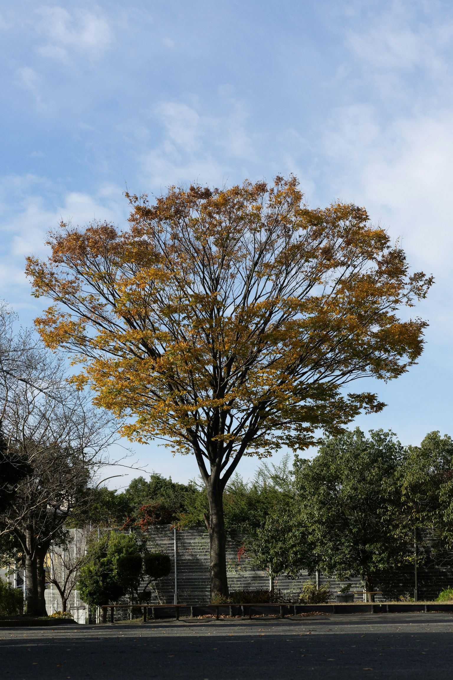 Grande albero con foglie autunnali contro un cielo blu