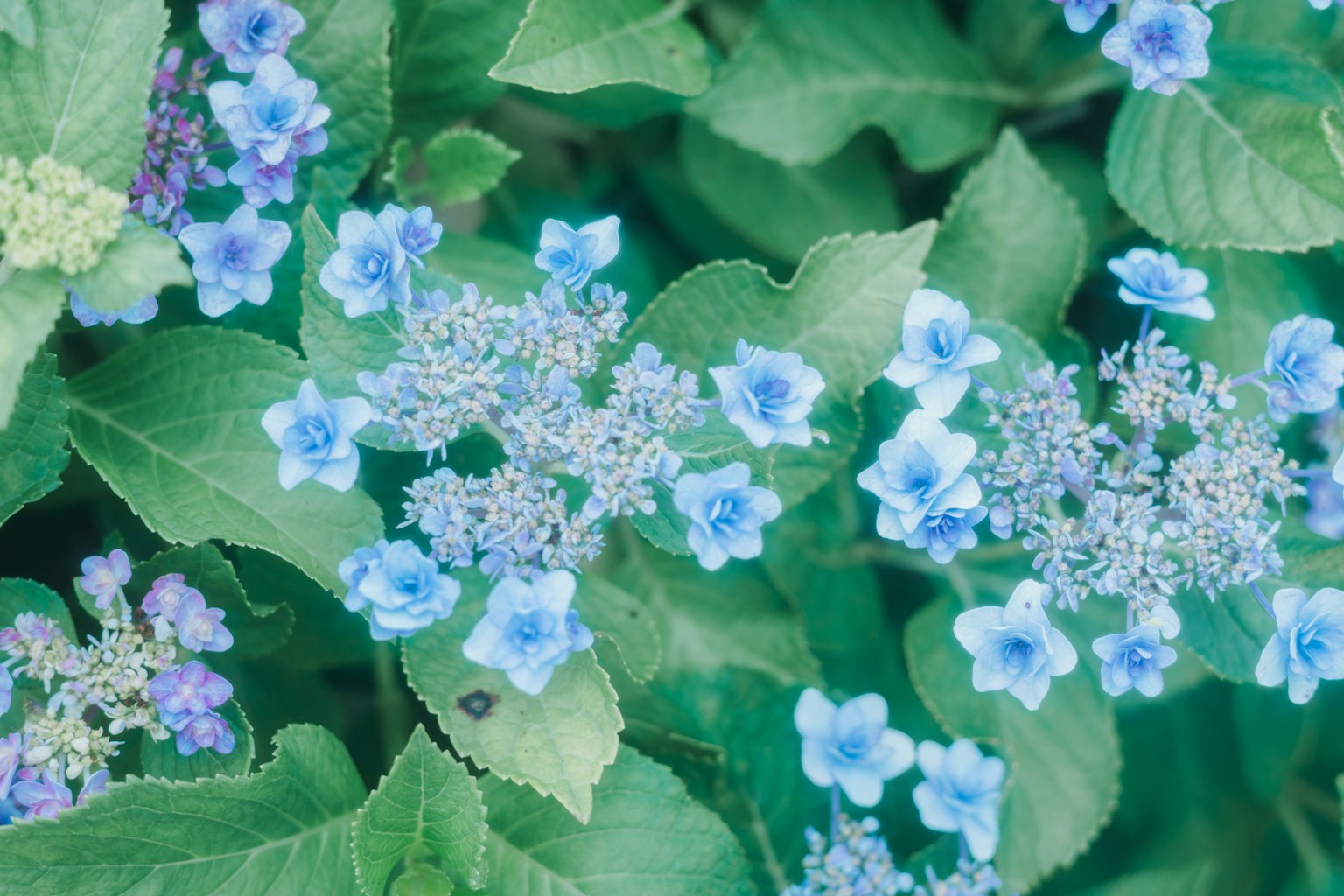 Bella scena di fiori blu e foglie verdi