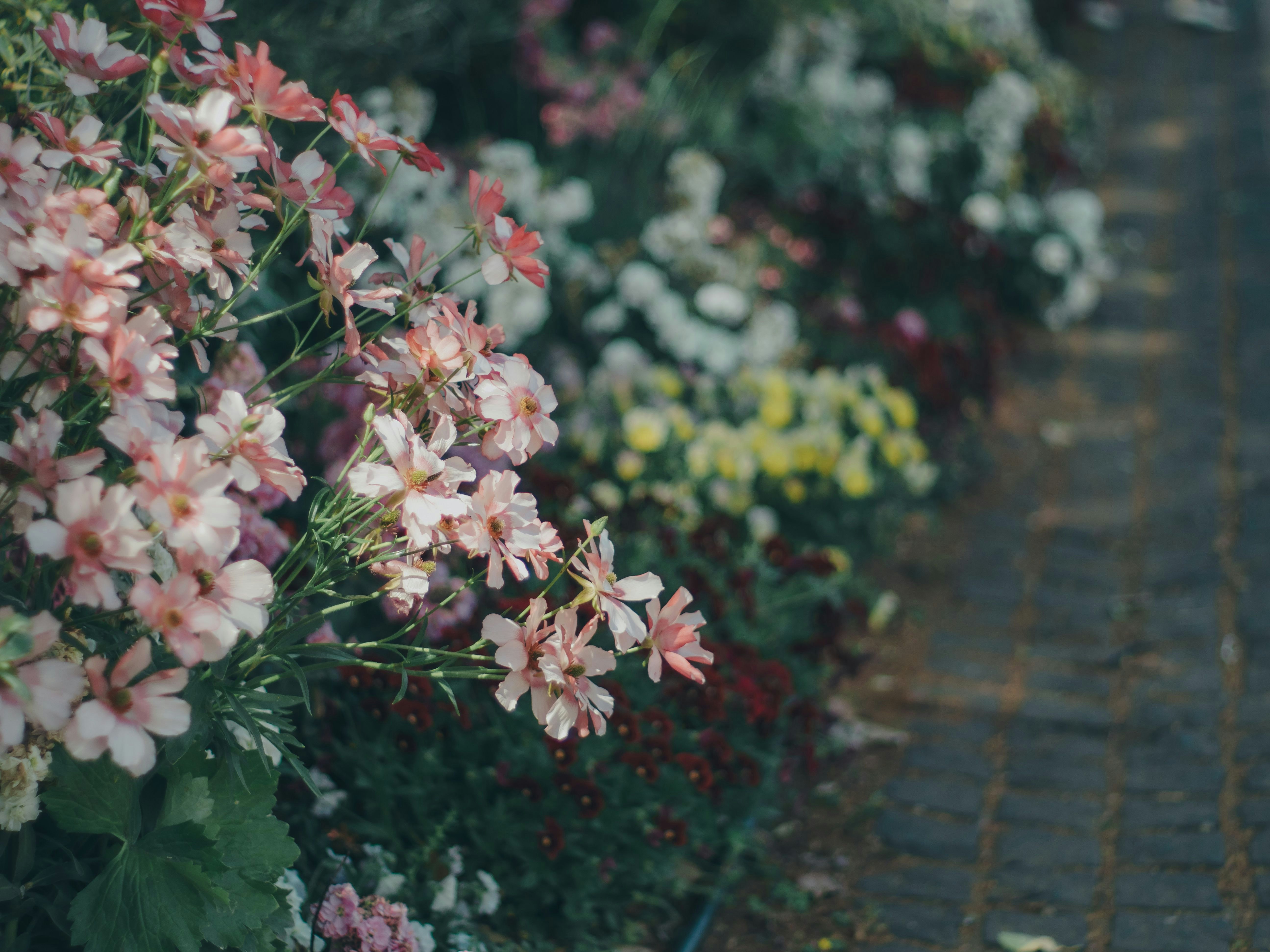 花の咲く庭の小道を彩るピンクの花