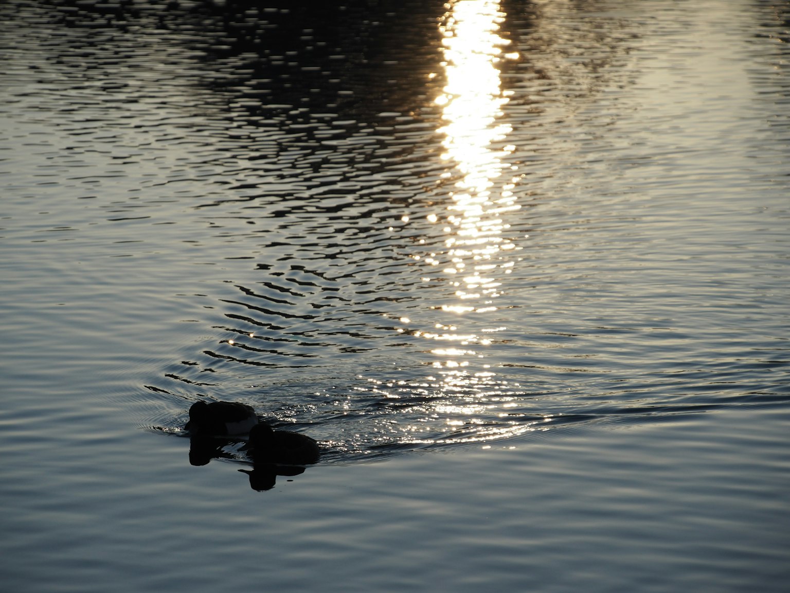 Deux animaux nageant à la surface de l'eau avec un reflet de soleil