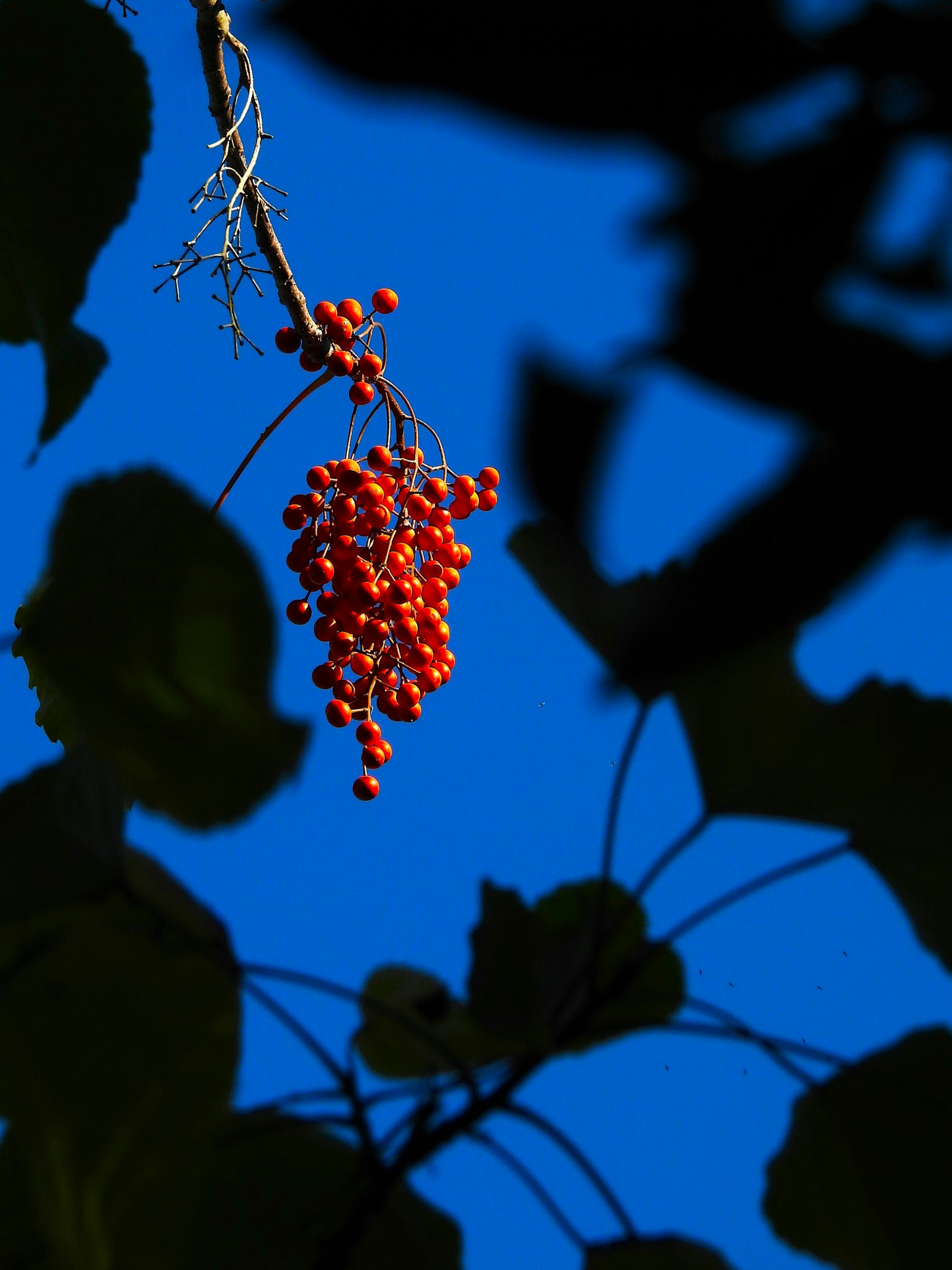 青空を背景にした赤い実の房と葉のシルエット