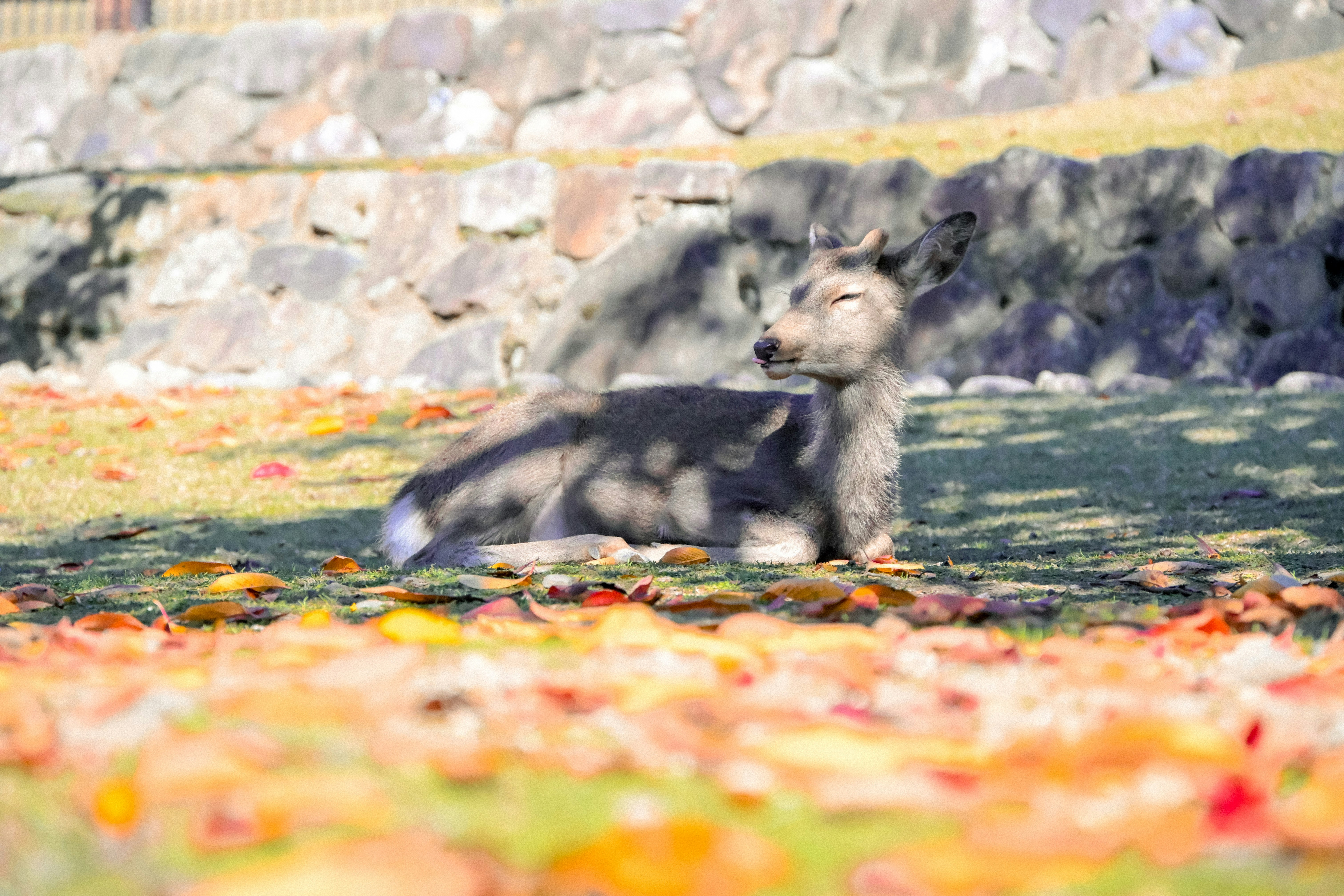 奈良公園の鹿が草地でくつろぐ姿