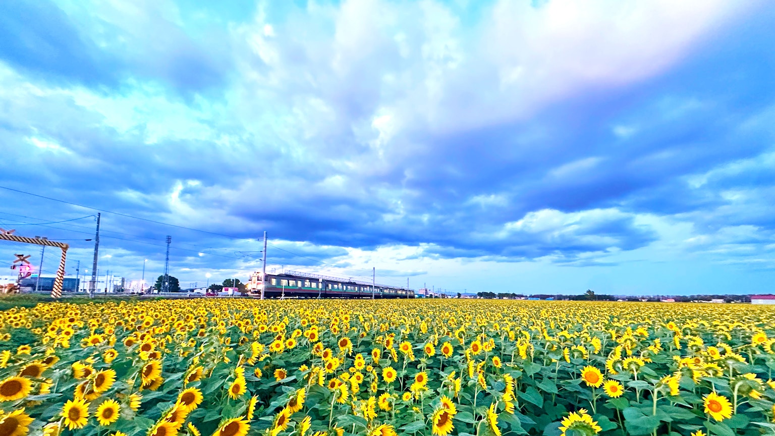 Ein Sonnenblumenfeld unter einem blauen Himmel mit weißen Wolken