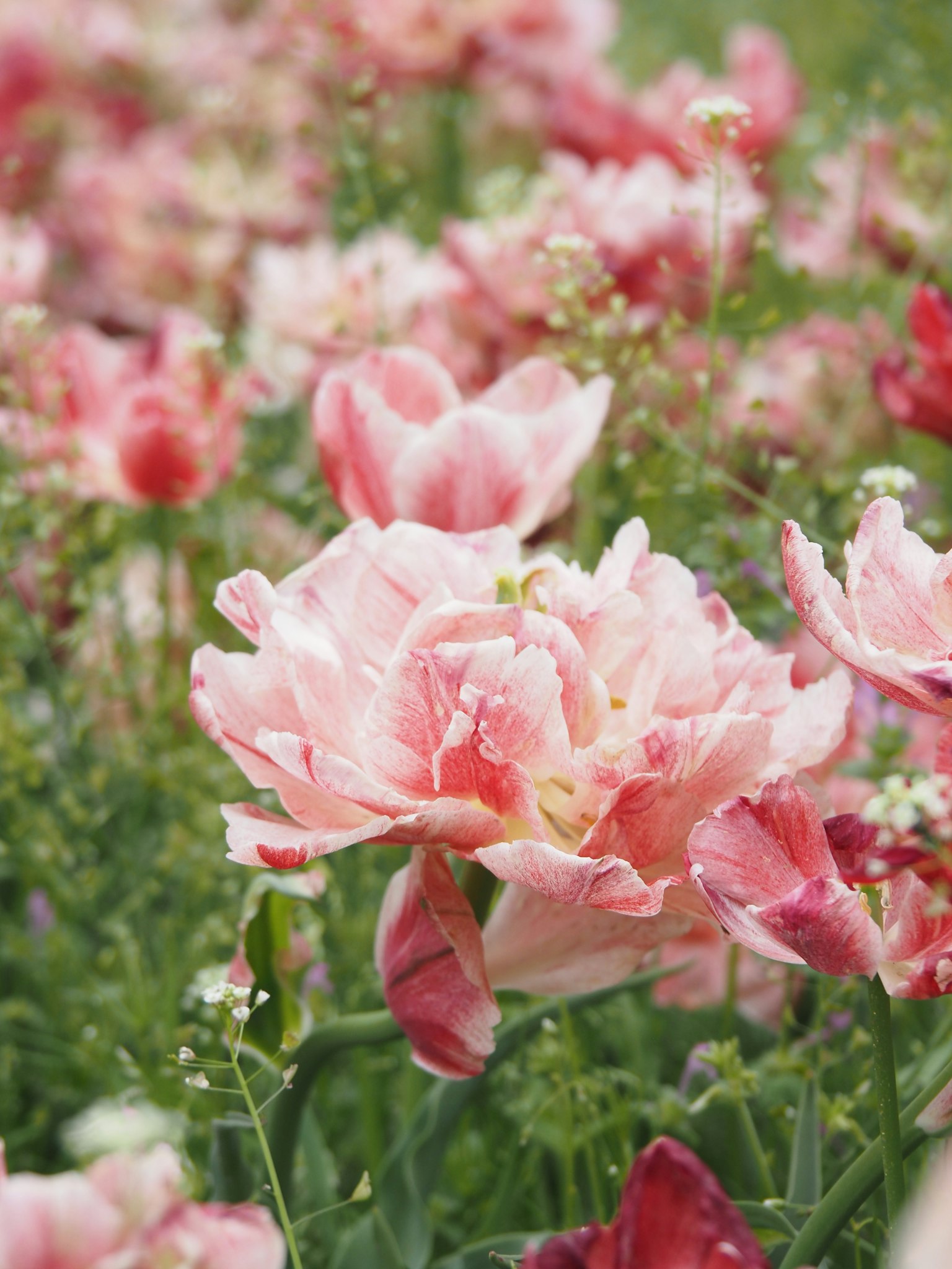 Kedekatan tulip pink yang mekar di ladang bunga