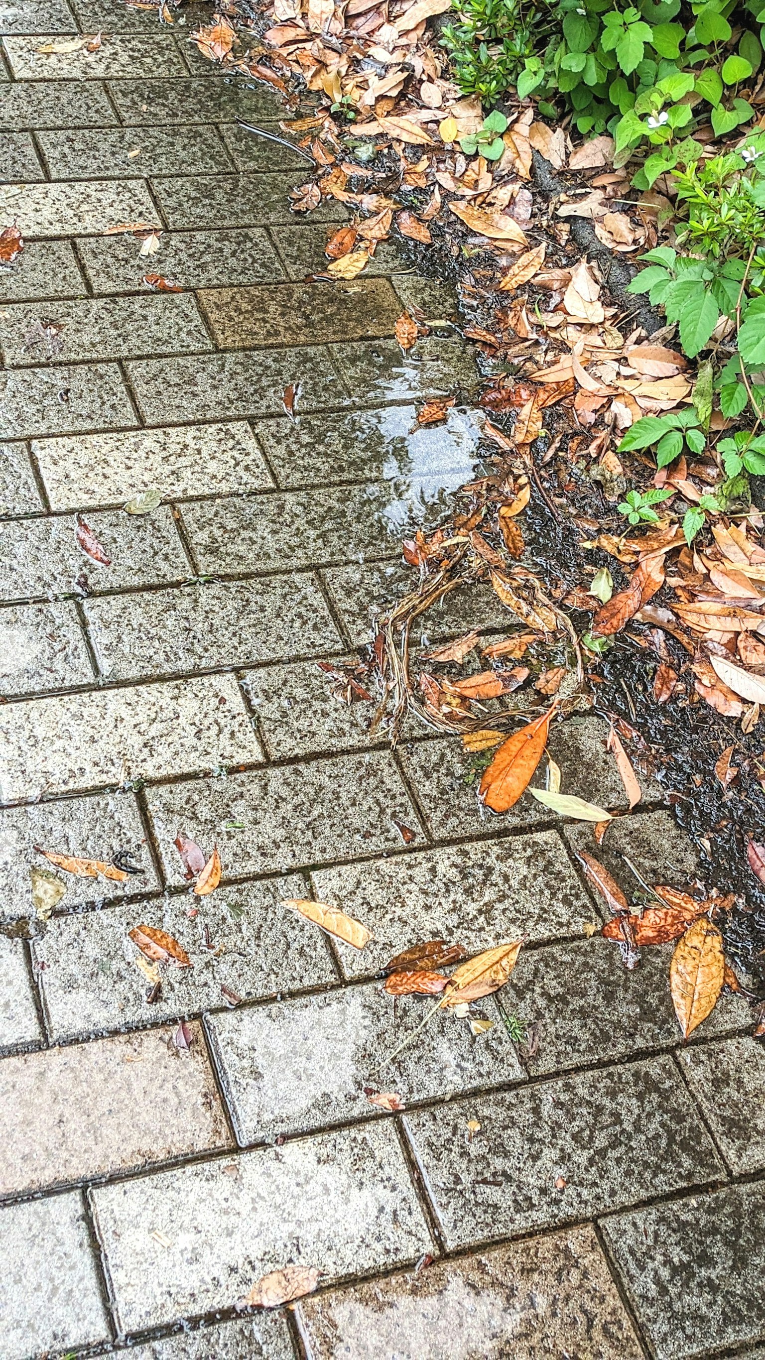 湿滑的铺路和落叶及绿色植物