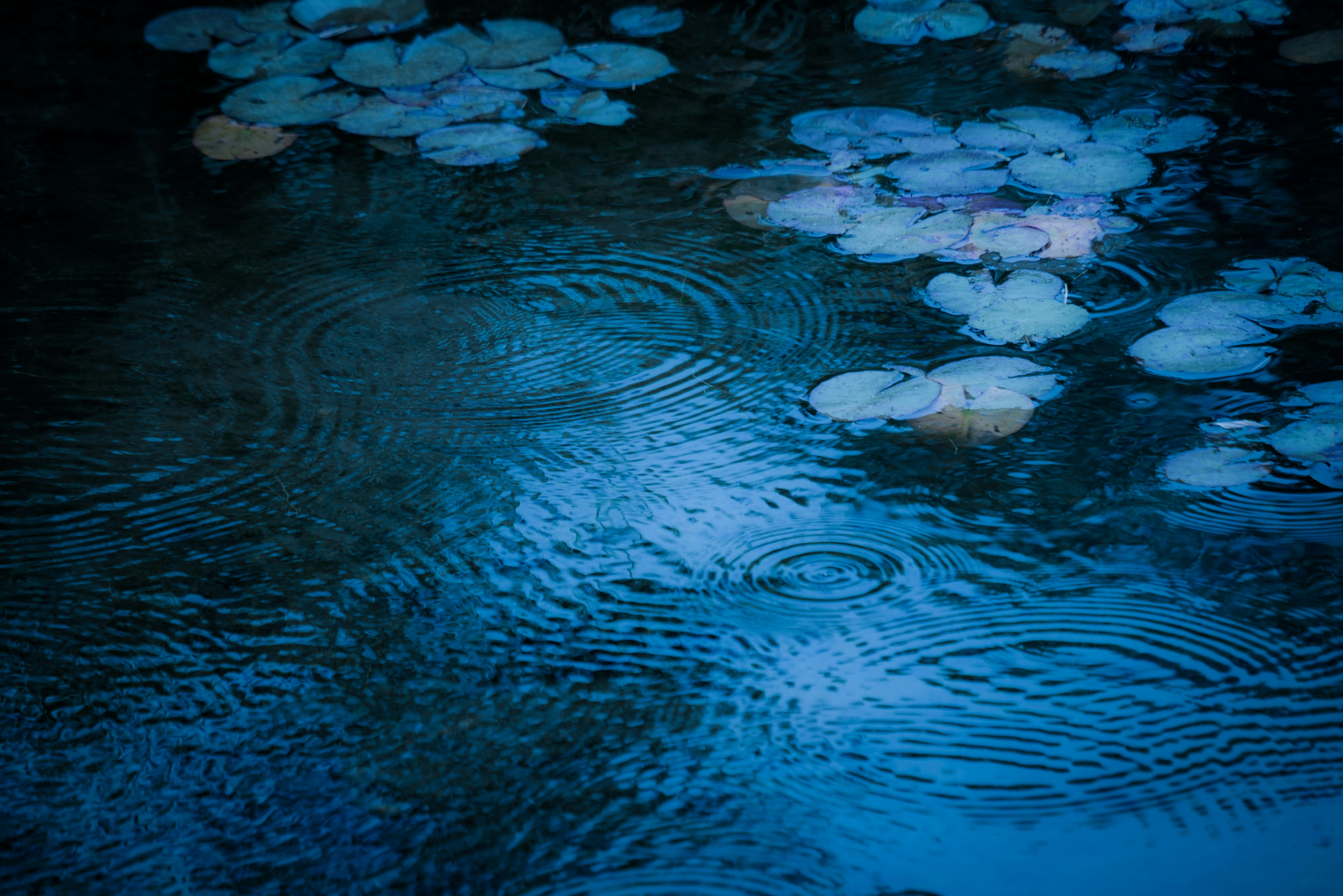 雨の蓮池に浮かぶ睡蓮と水面の波紋