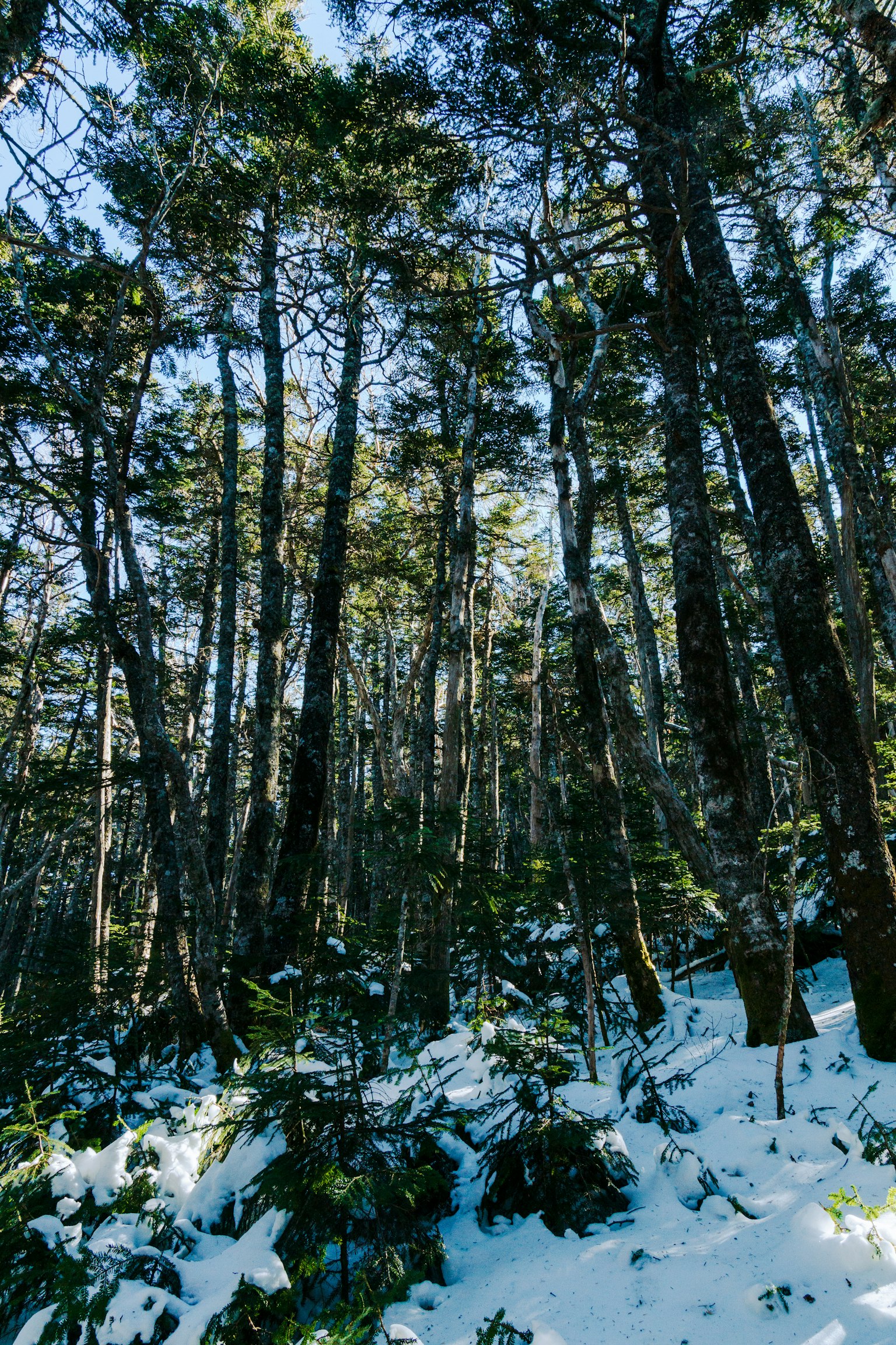 Altos árboles en un bosque nevado con un cielo azul claro