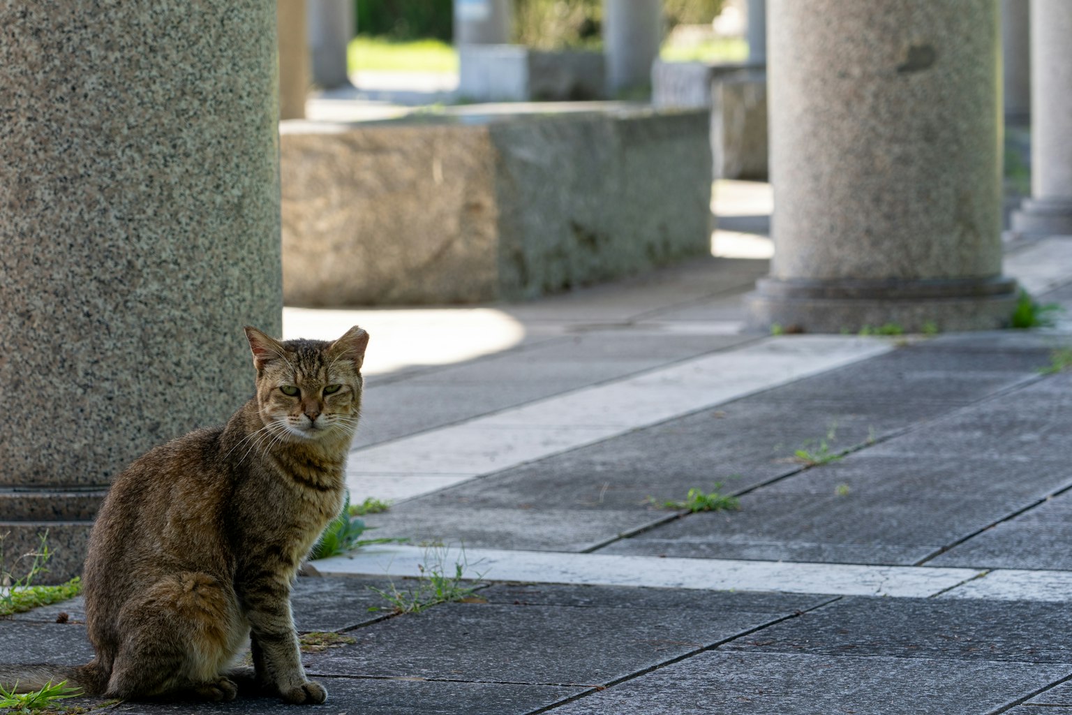 棕色猫坐在石柱之间，地面有图案
