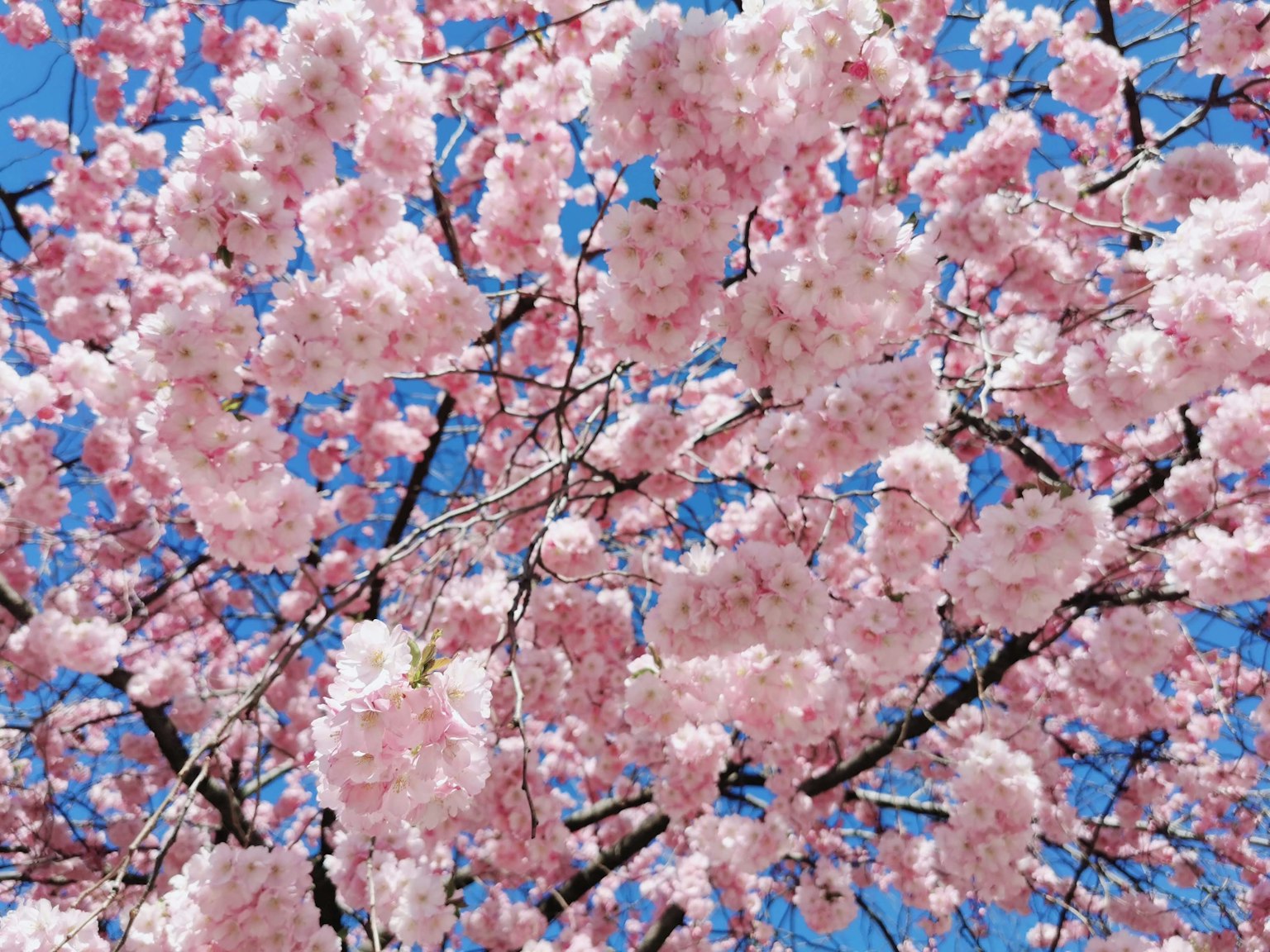 Blühende Kirschblüten unter einem klaren blauen Himmel