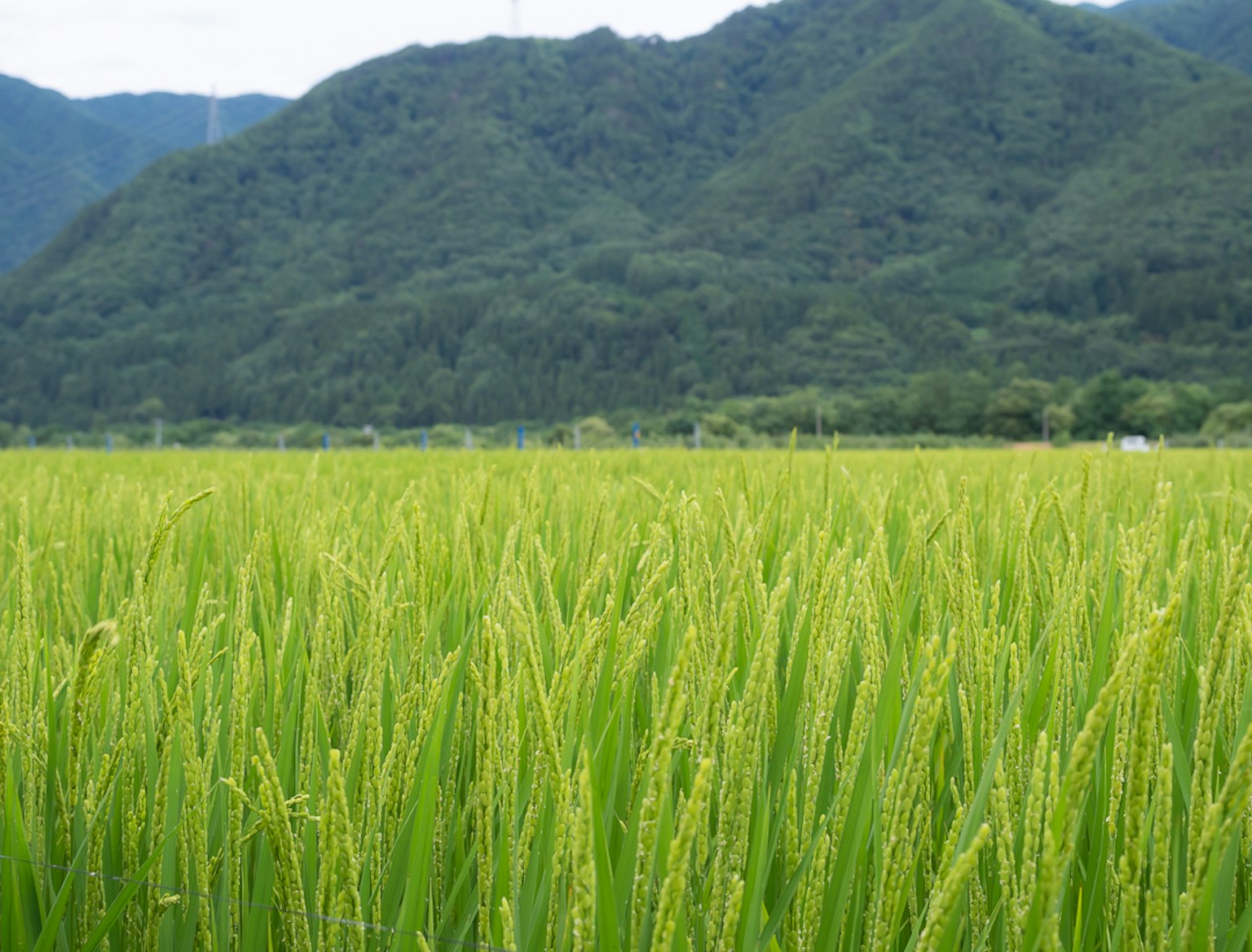 Campo de arroz verde vibrante con montañas al fondo