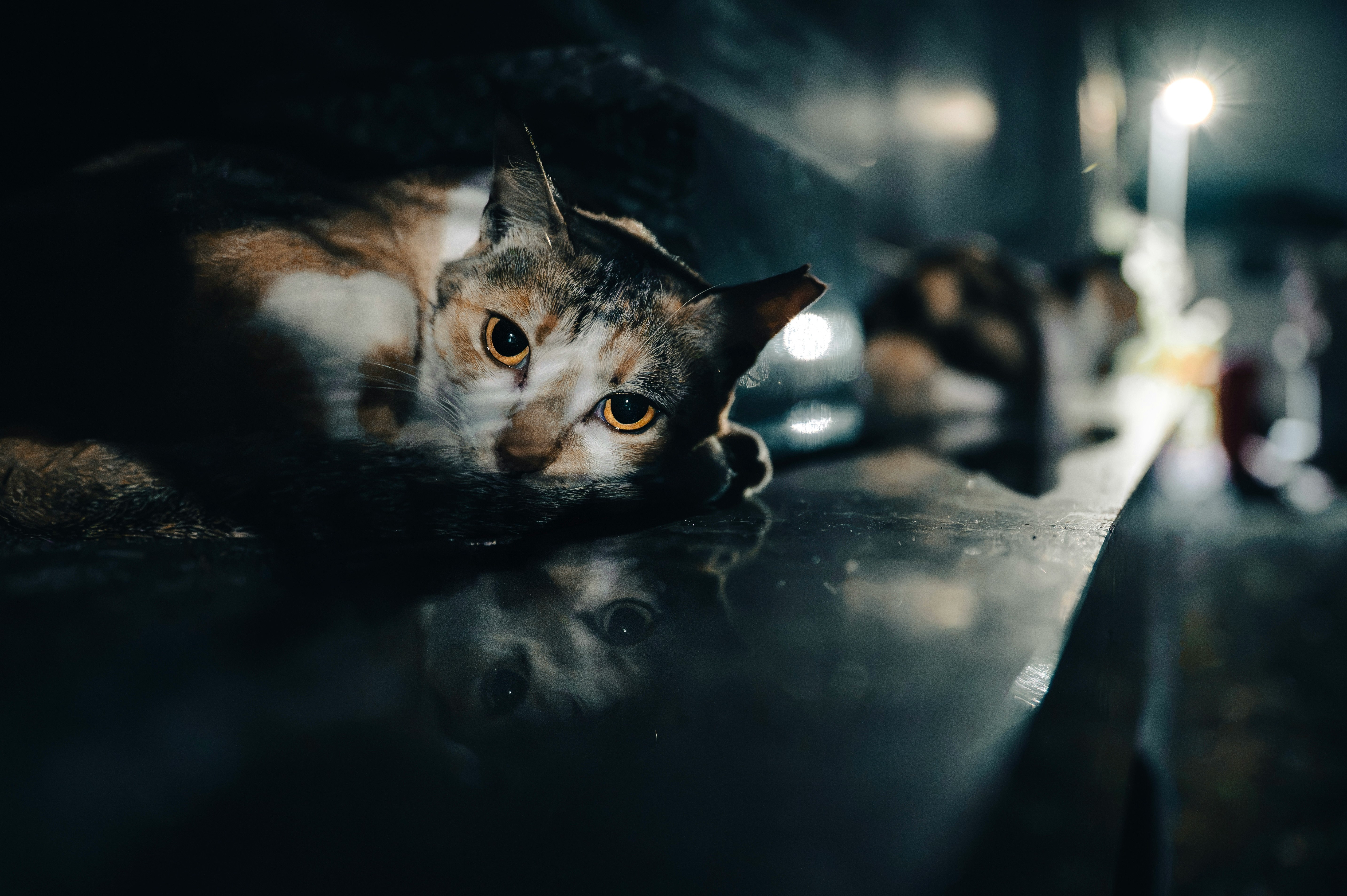 路地の路面に映る猫の目と夜の街灯