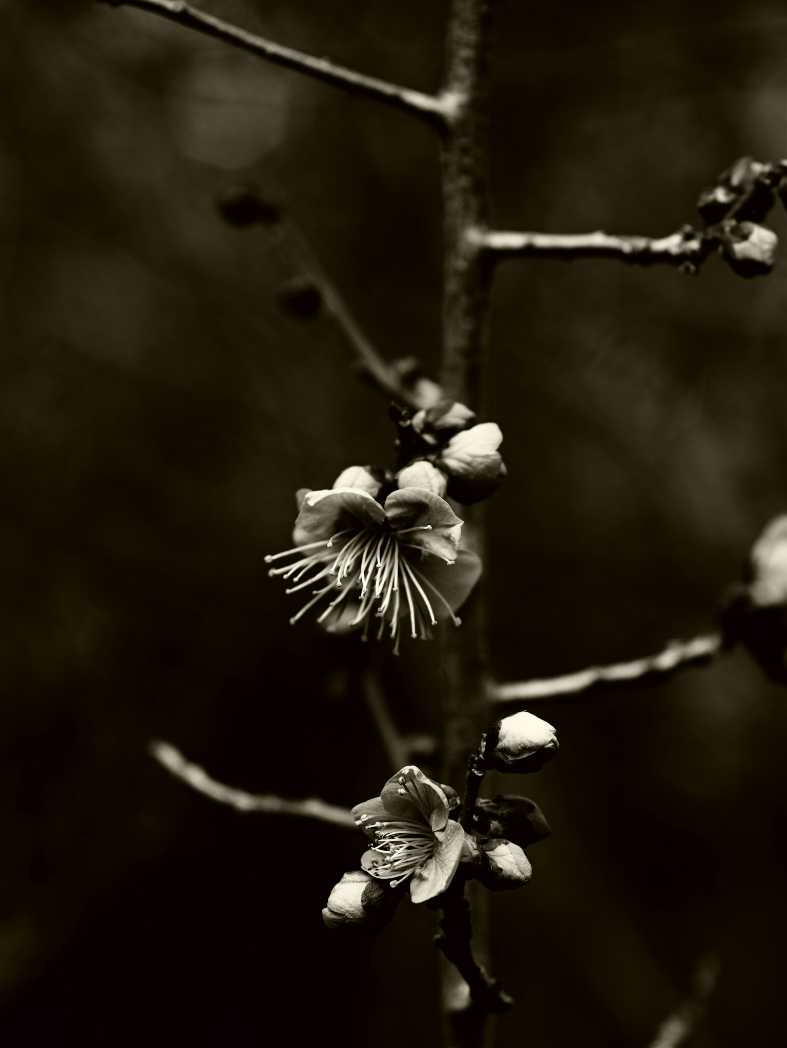 Gros plan de fleurs et de bourgeons sur fond monochrome
