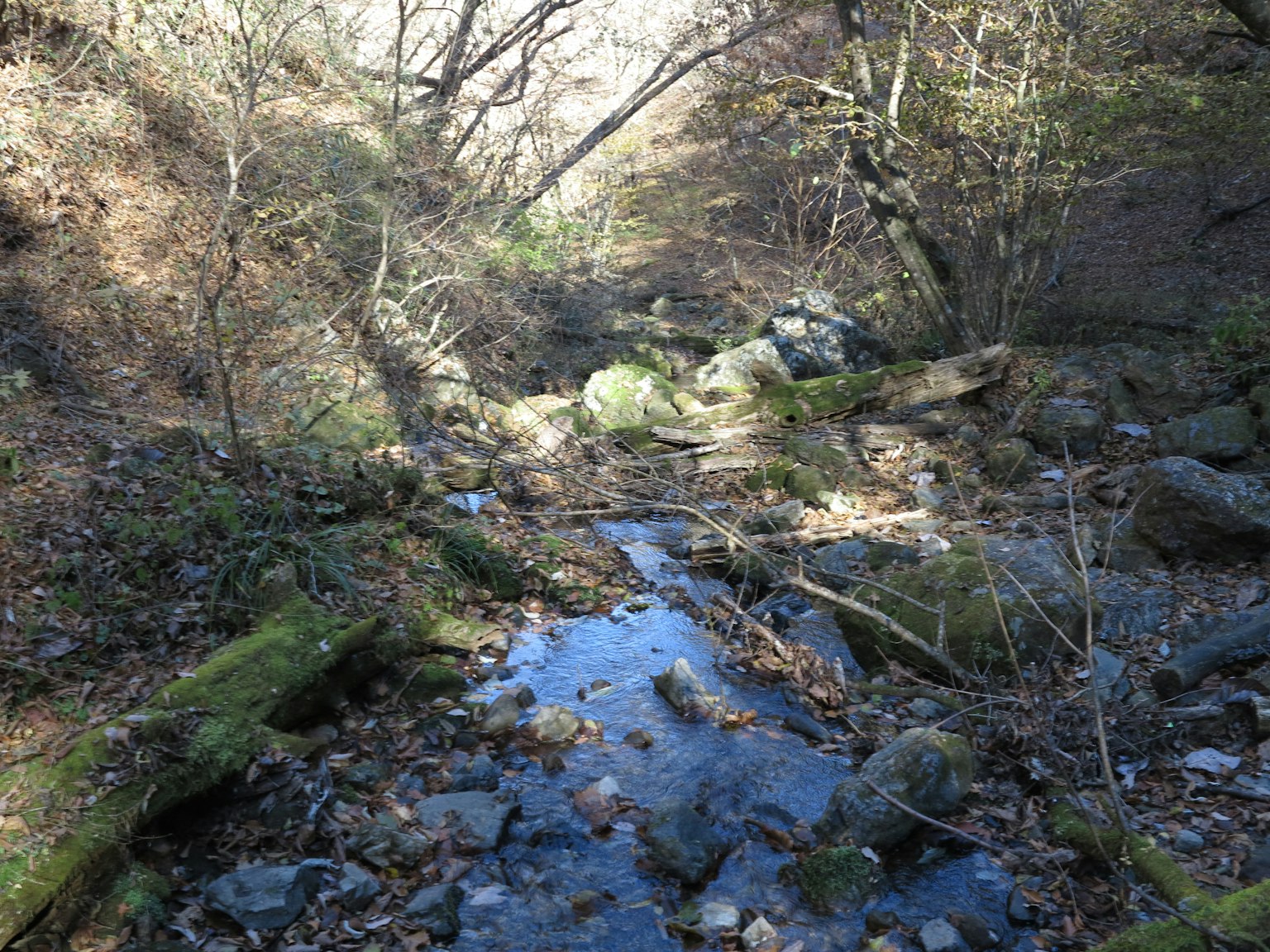 Scena forestale con un ruscello e rocce sparse