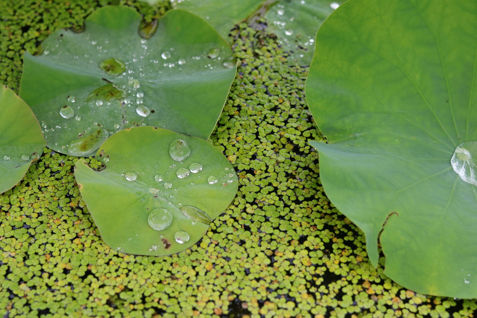 Green lily pads with water droplets on a pond surface