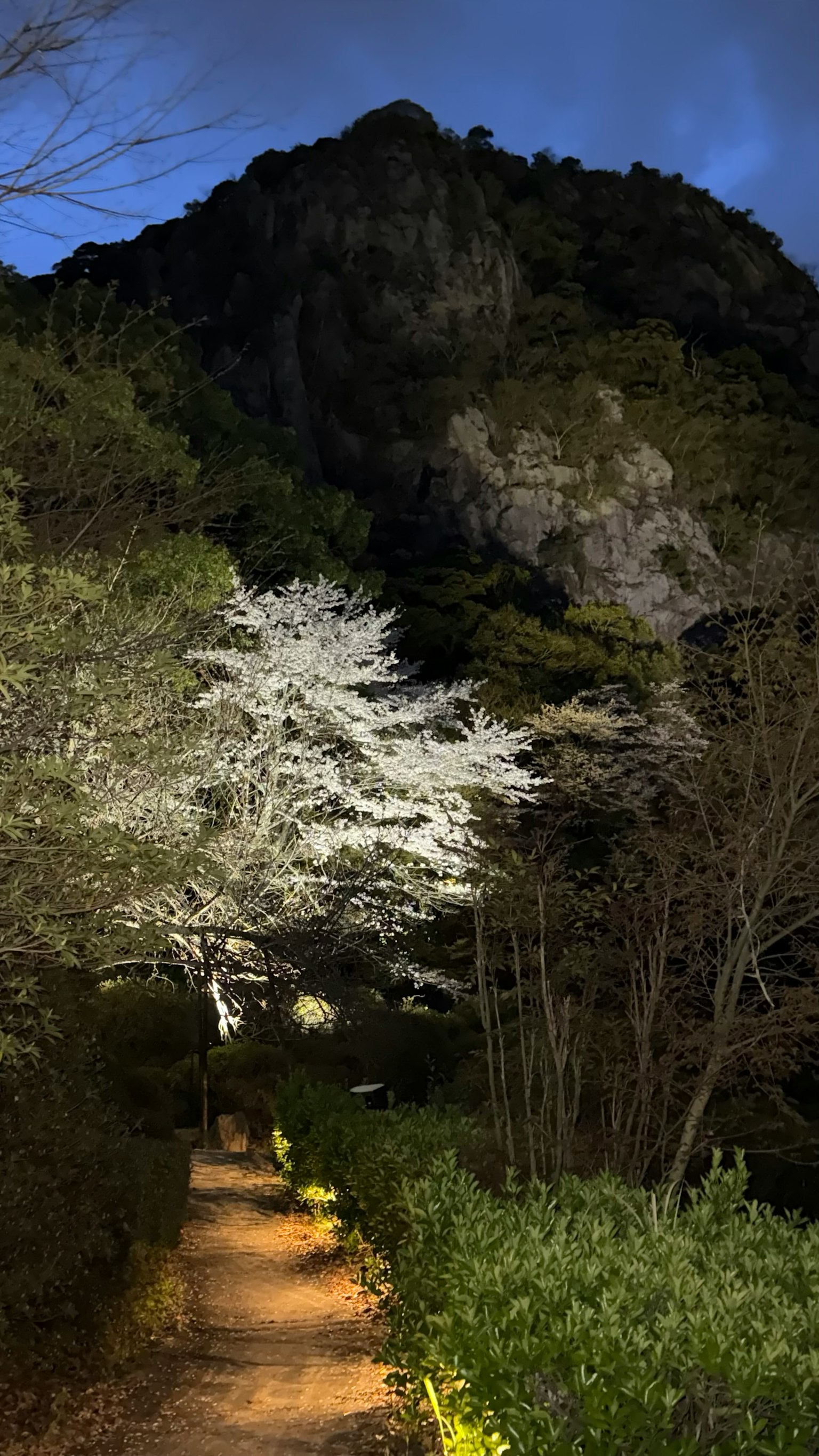 Weg beleuchtet von Kirschblüten und Bergen bei Nacht