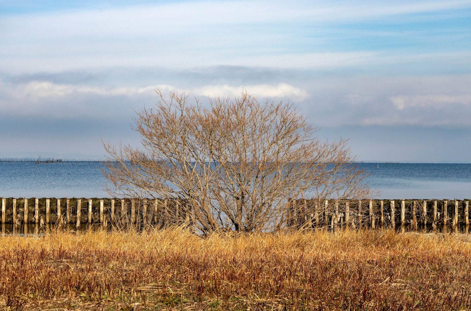 Vue sereine d'une mer calme avec un arbre au premier plan