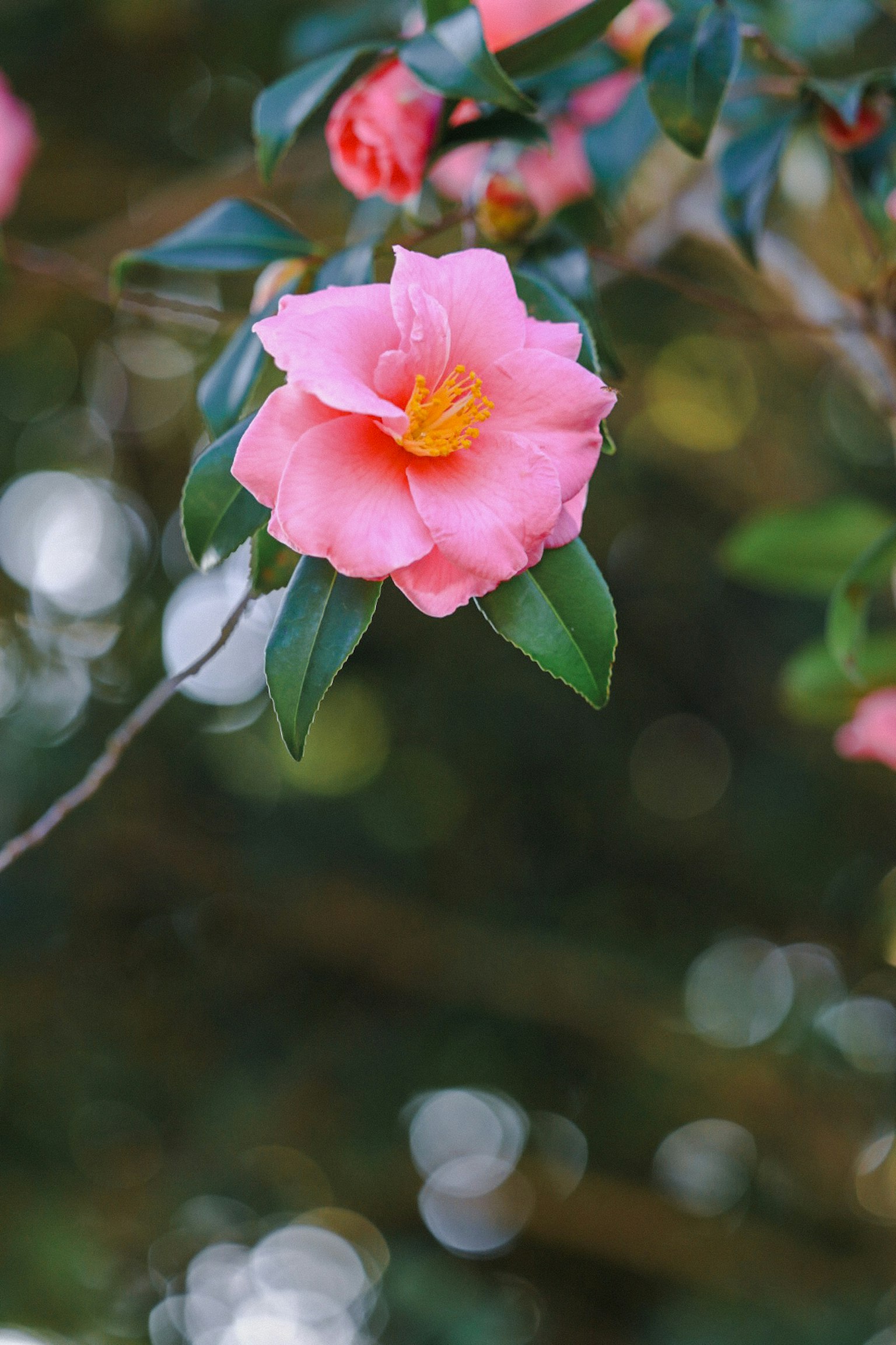 Sebuah bunga camellia merah muda dengan daun hijau