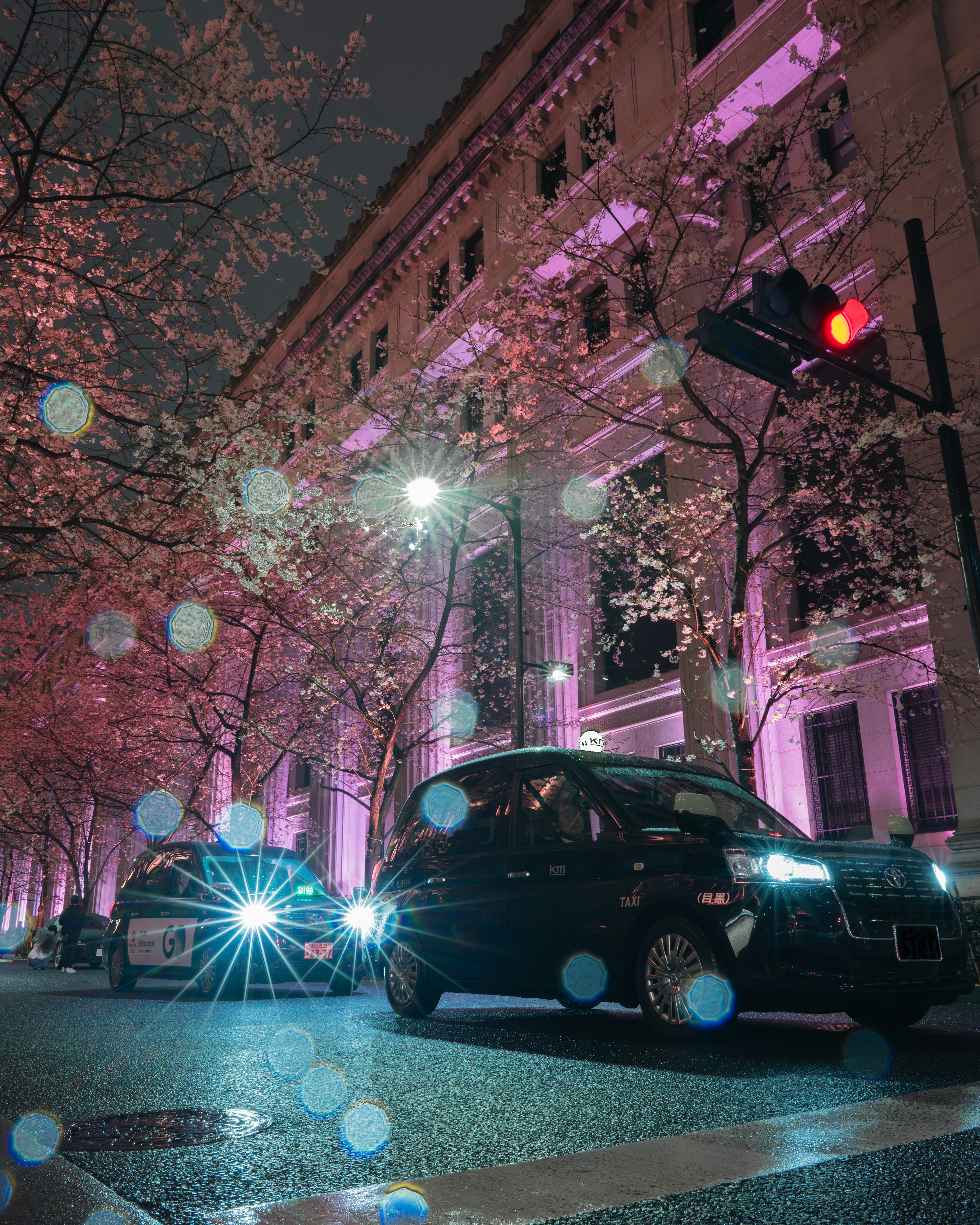 夜の桜並木とライトアップされた日本橋の街並み