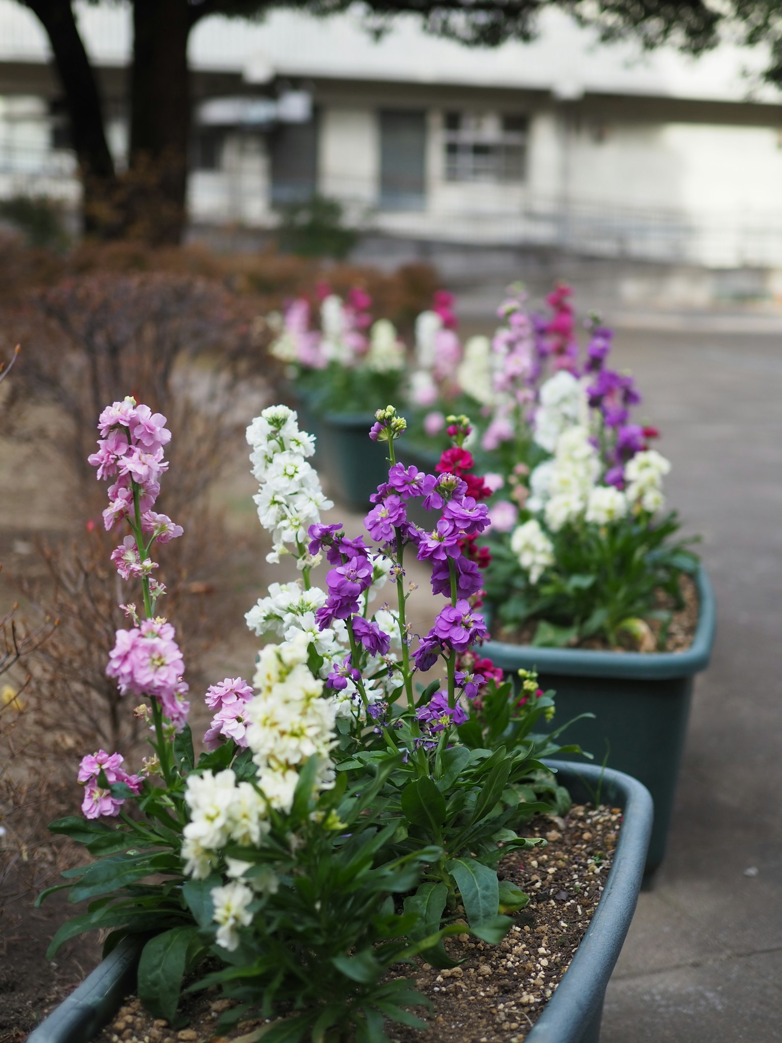Fleurs colorées disposées dans des pots le long d'un chemin