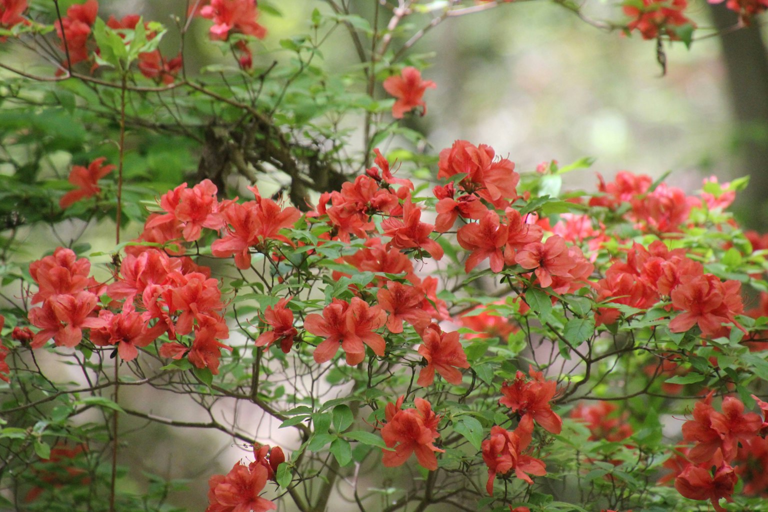 Gros plan sur un buisson d'azalée en fleurs avec des fleurs rouges vives